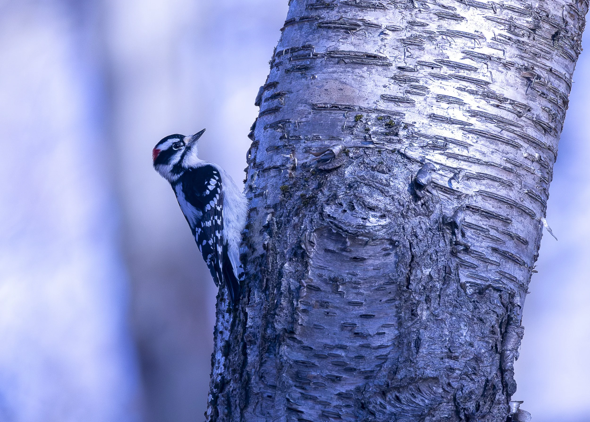 Downy Woodpecker