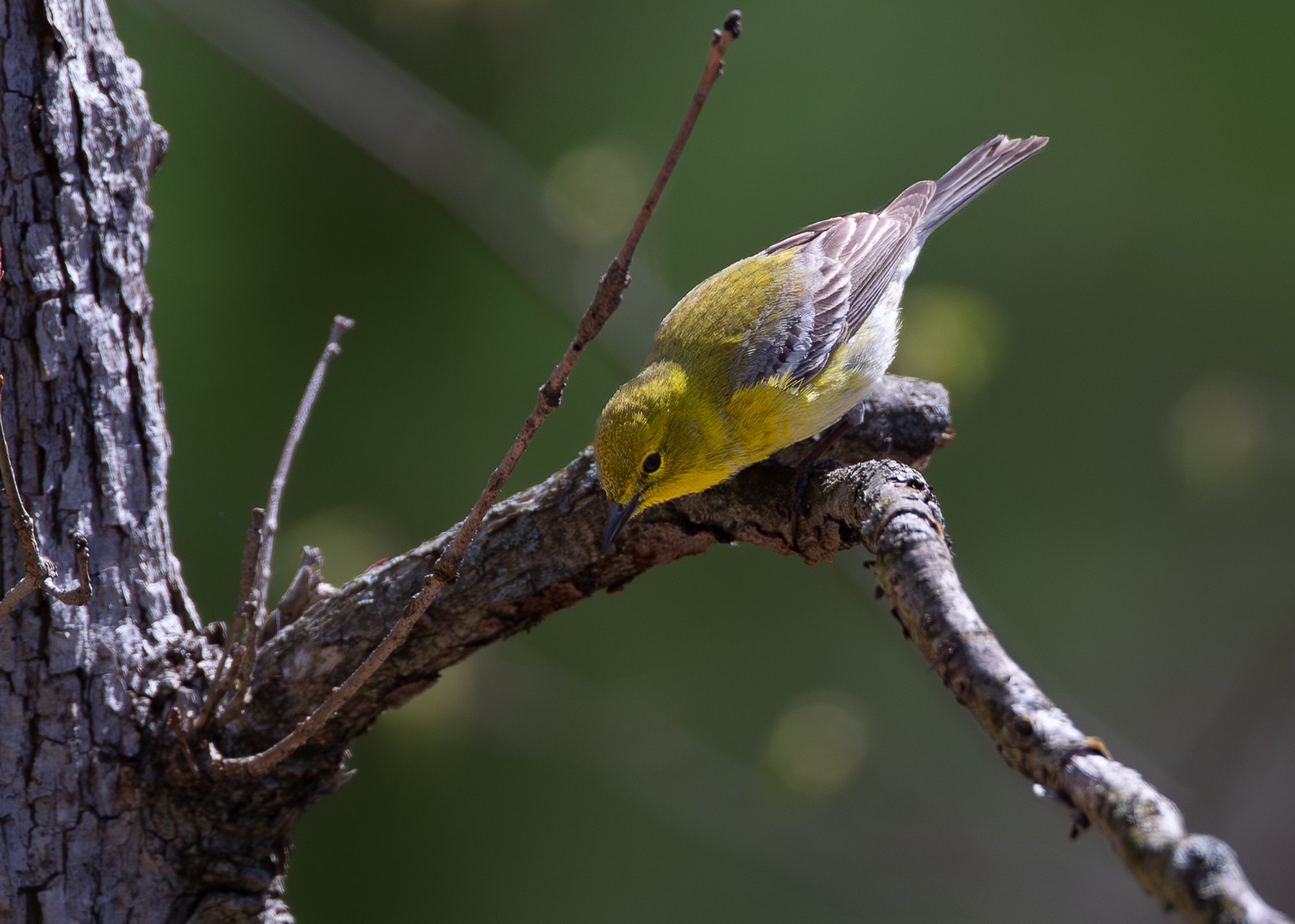 Pine warbler