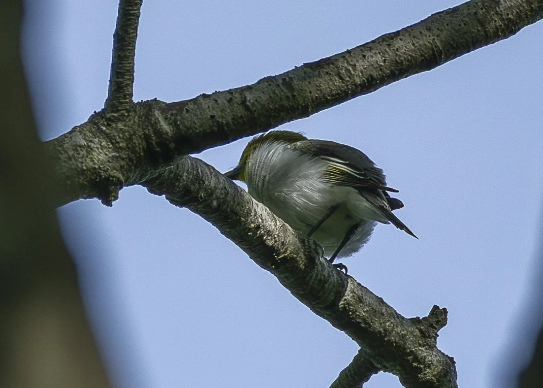 Yellow-throated Vireo