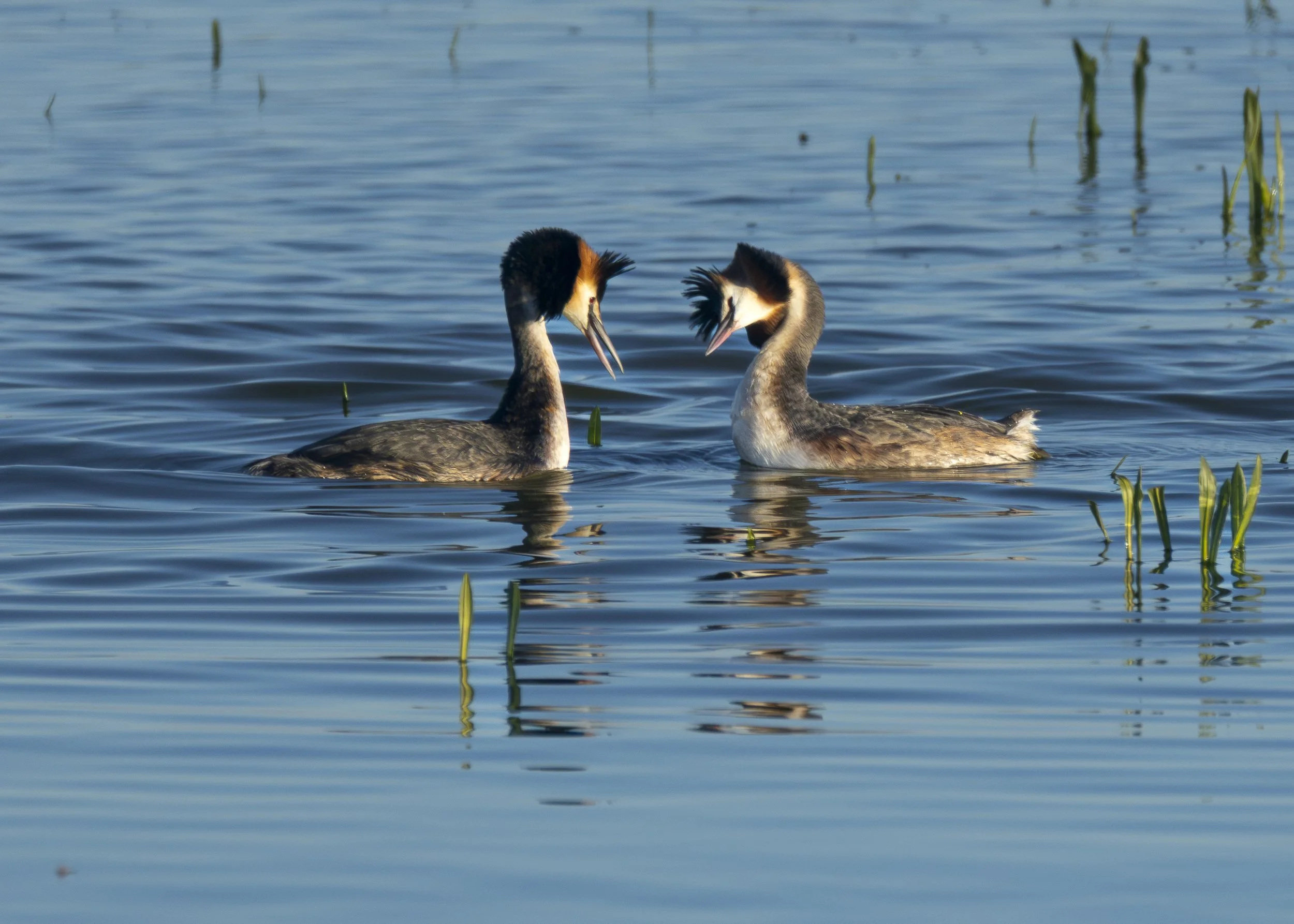Great Crested Grebe