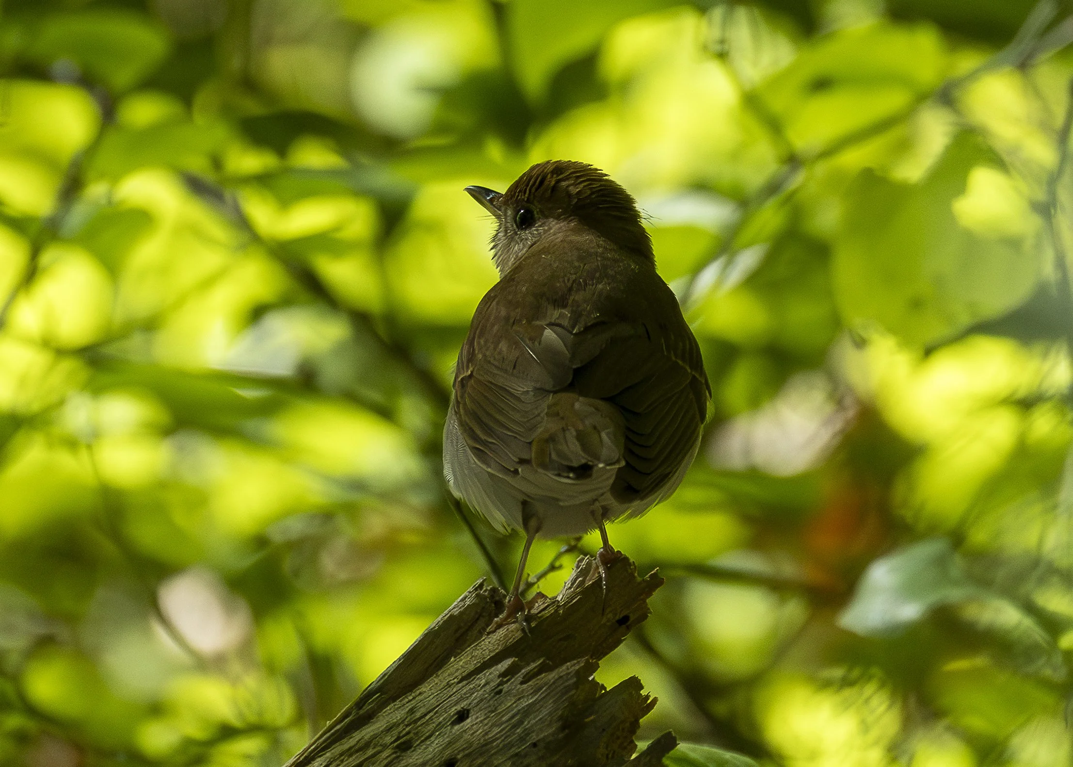 Veery