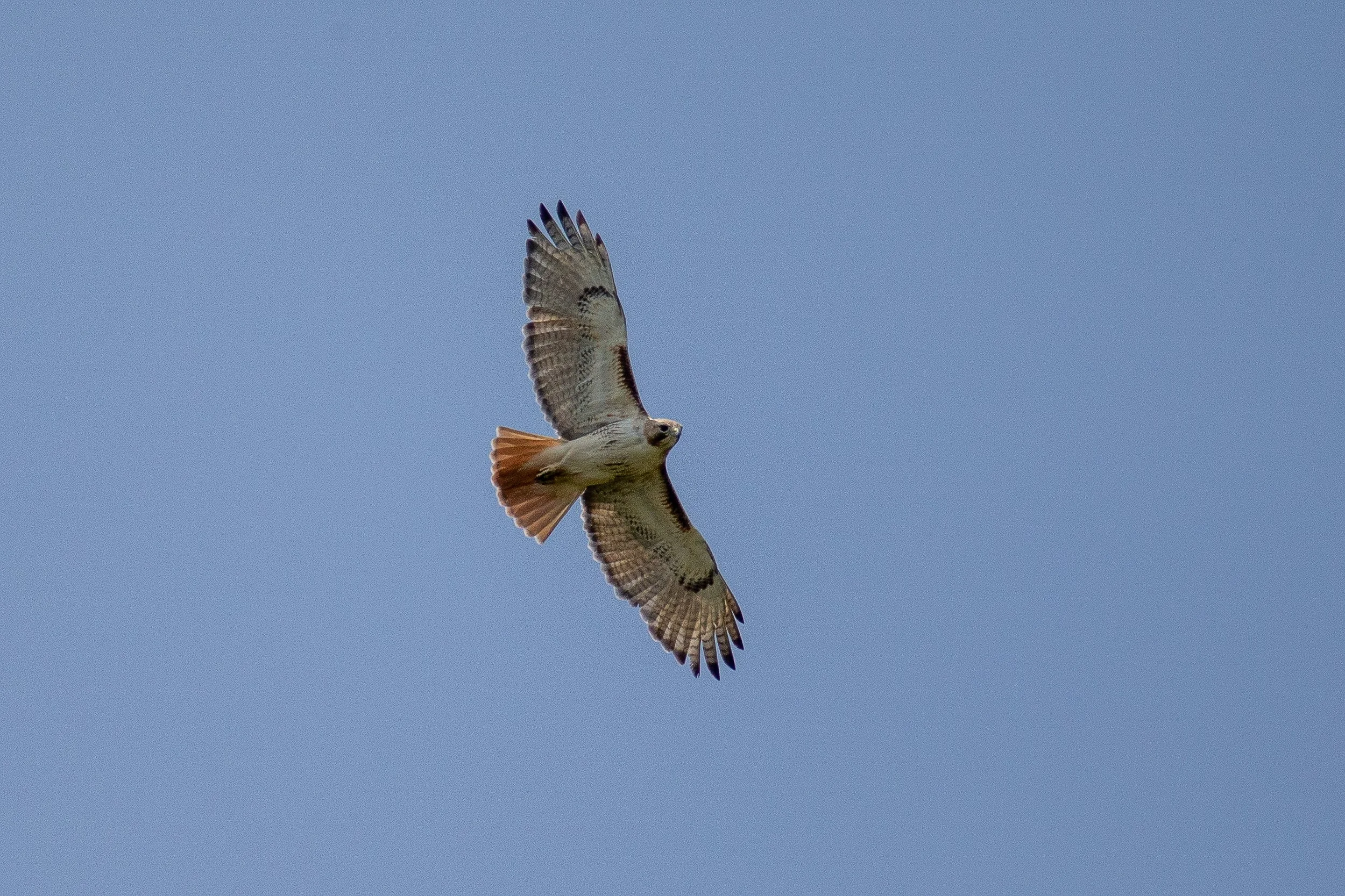 Red-tailed Hawk
