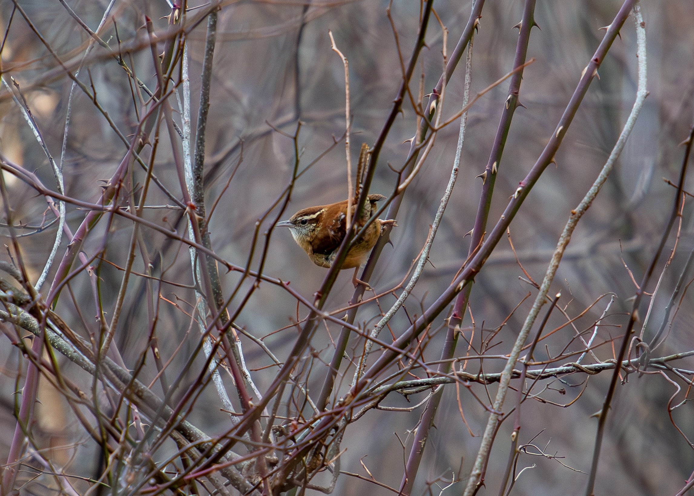 Carolina Wren