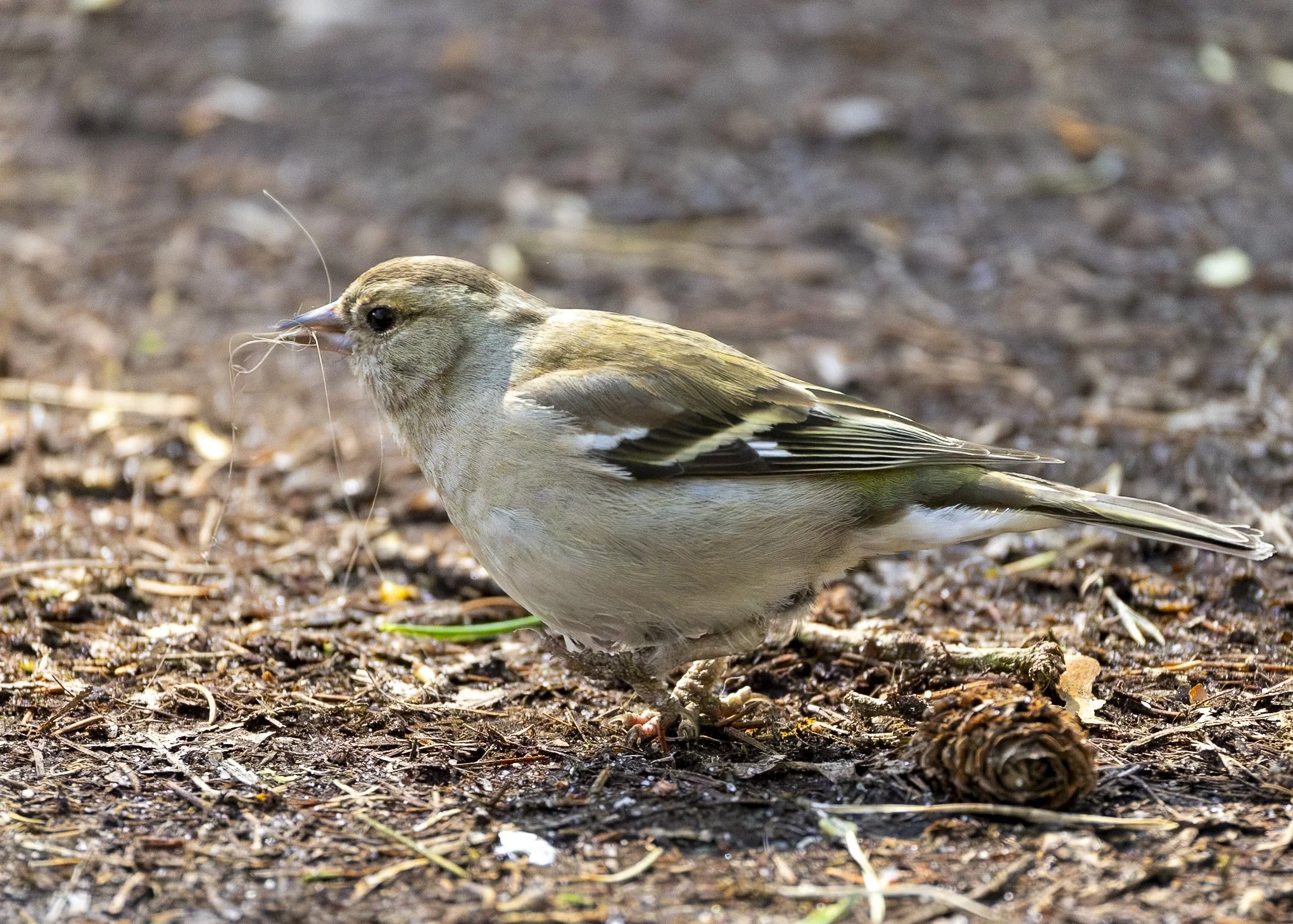 Common Chaffinch (female)