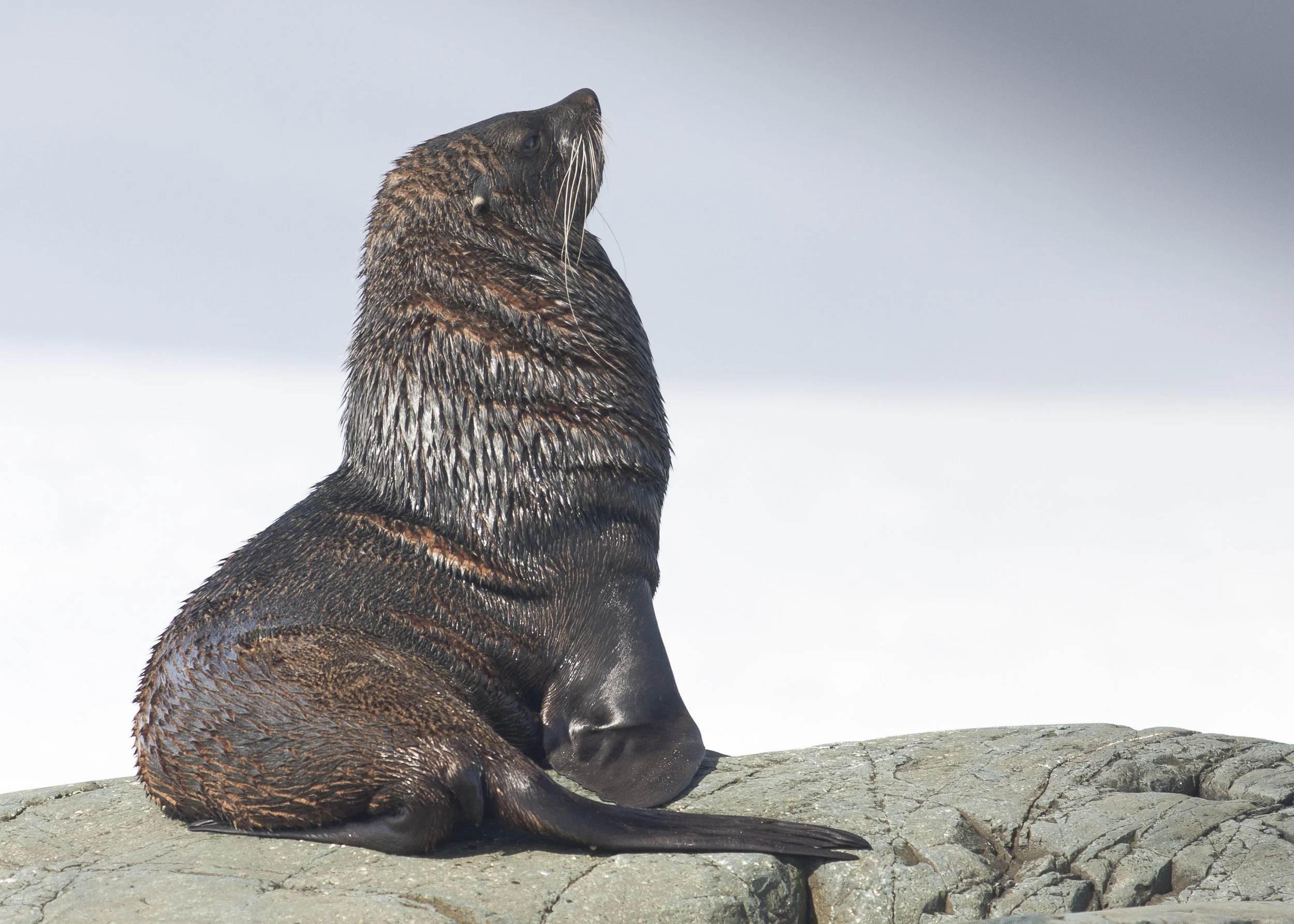 Antarctic Fur Seal