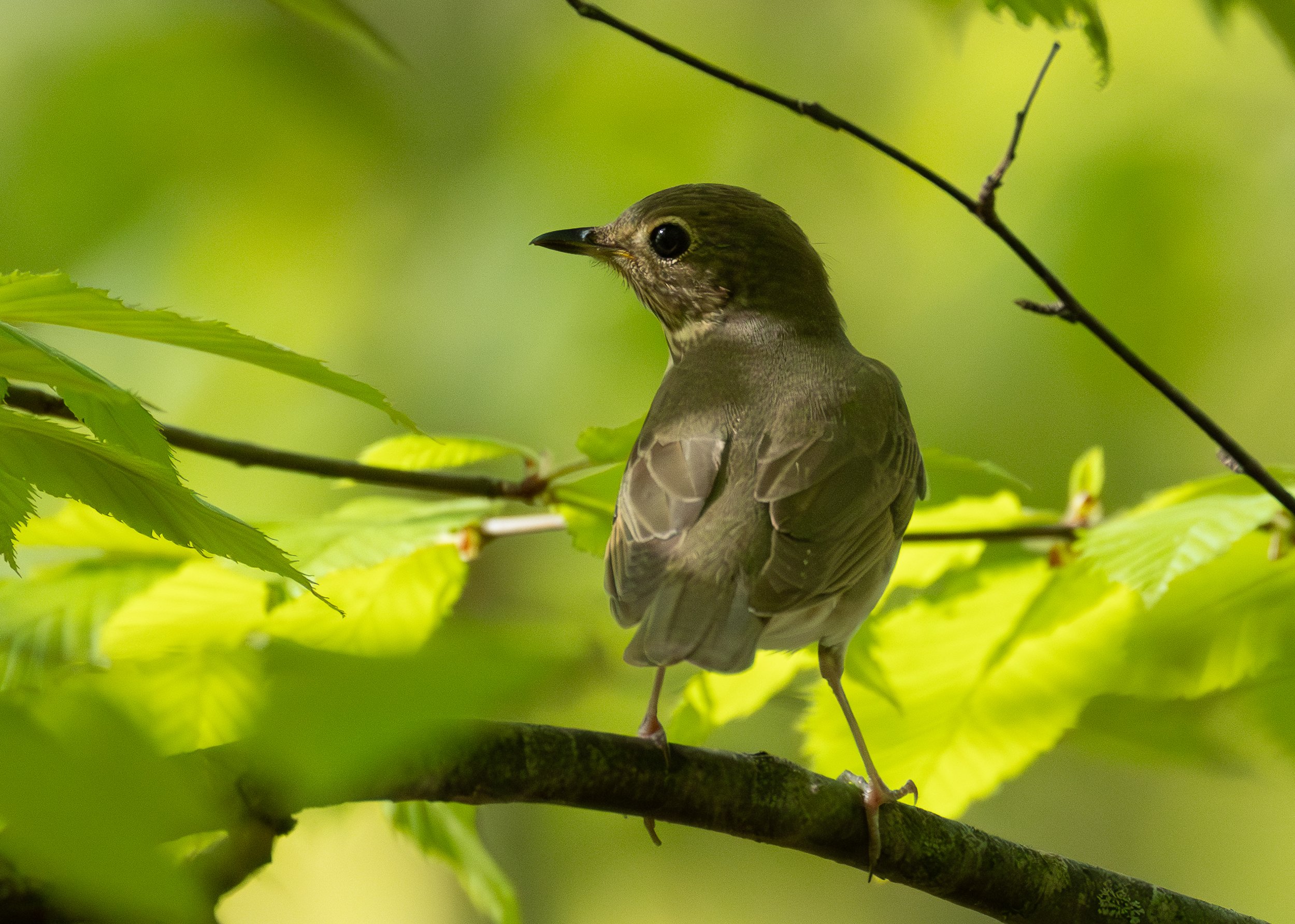 Swainson's Thrush