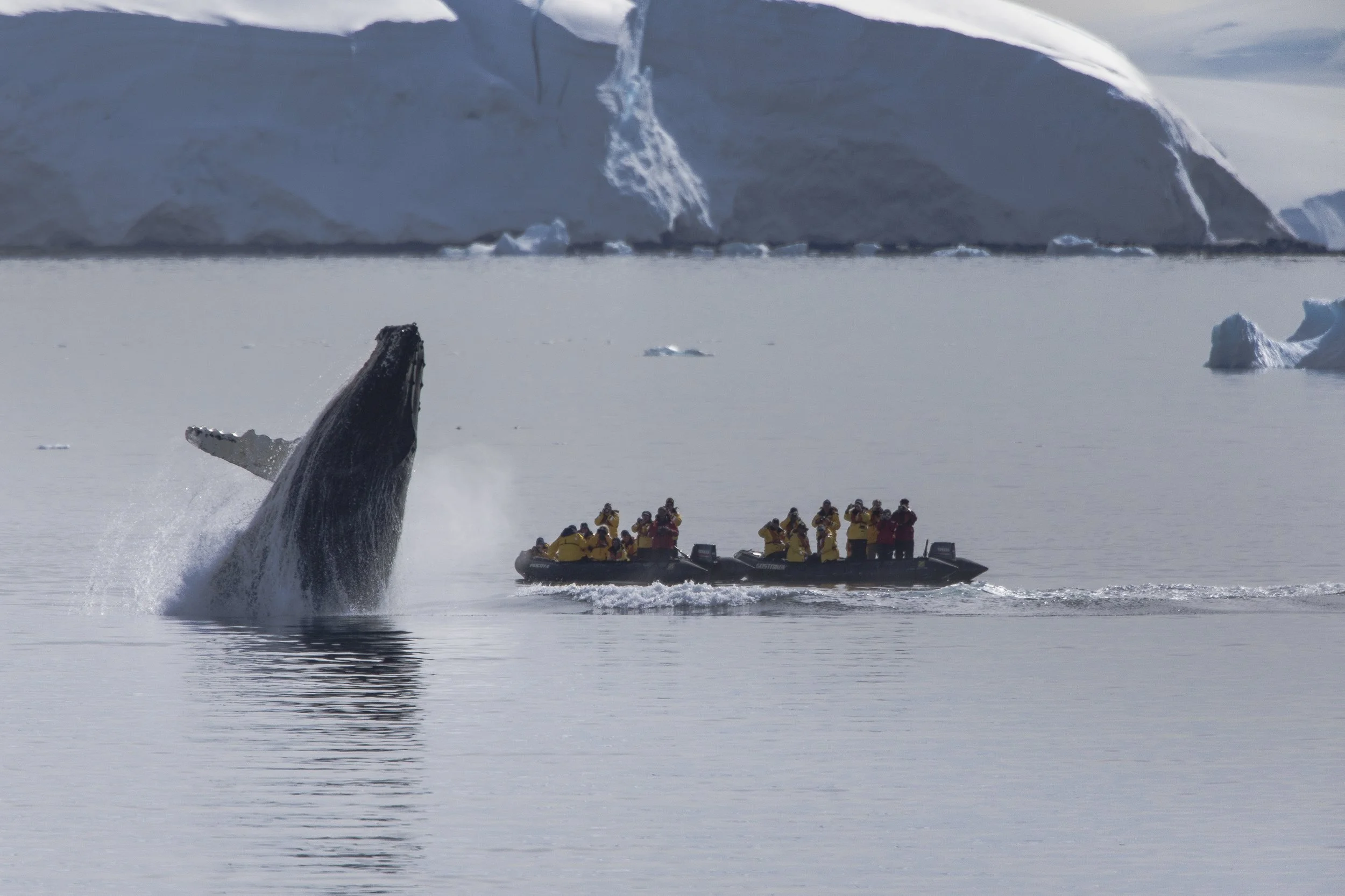 Humpback Whale