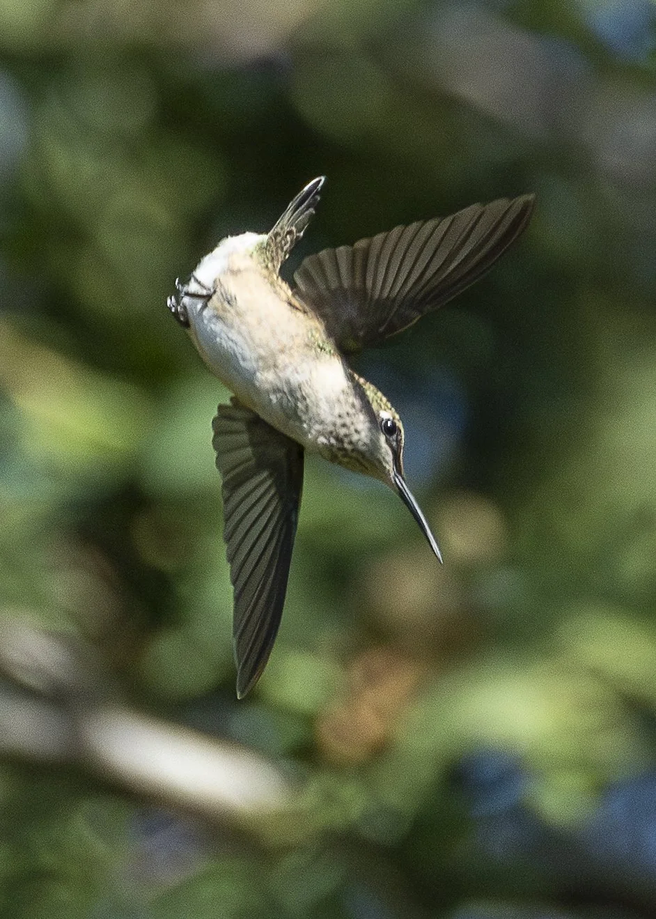 Ruby-throated Hummingbird