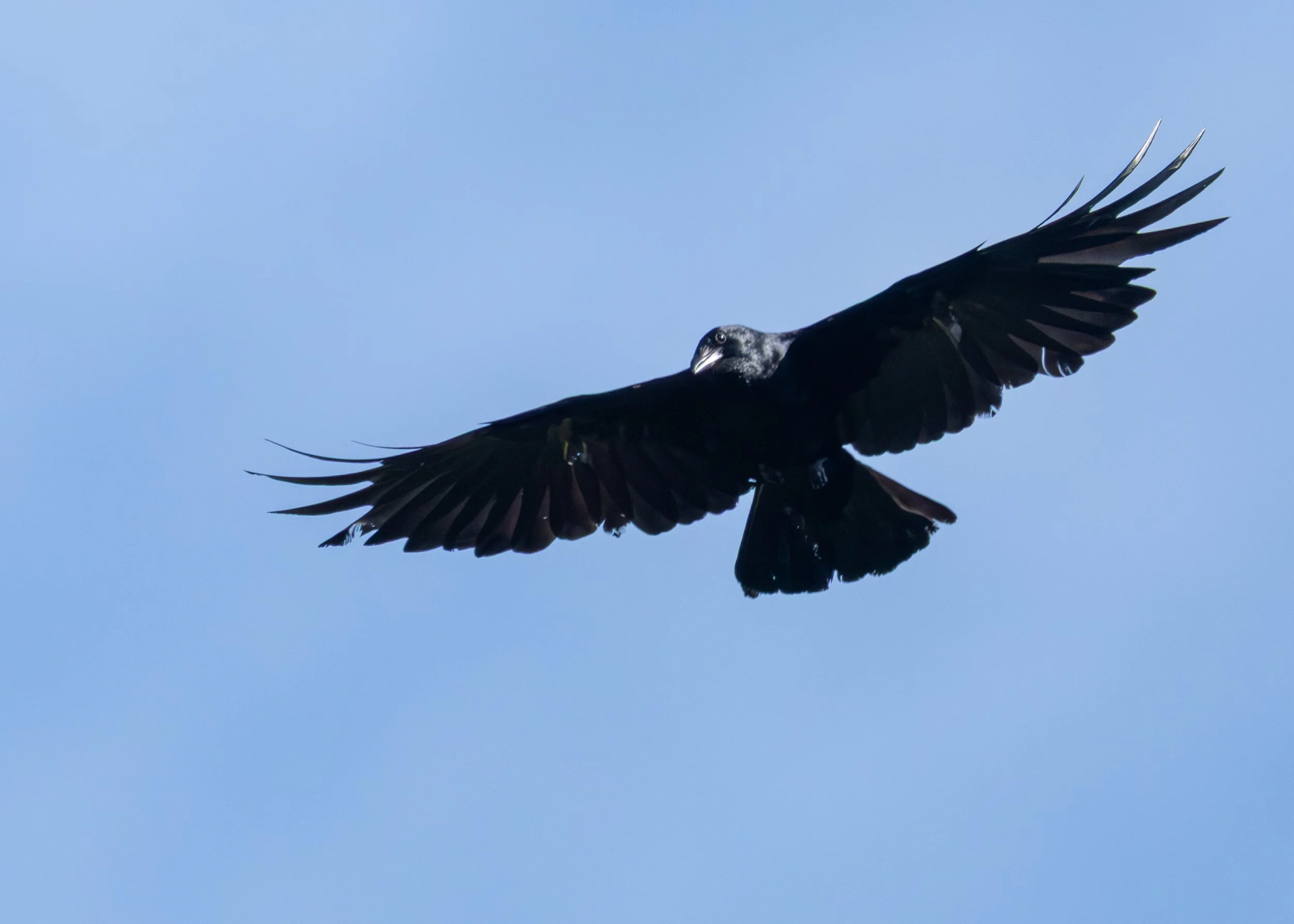 Common Raven
