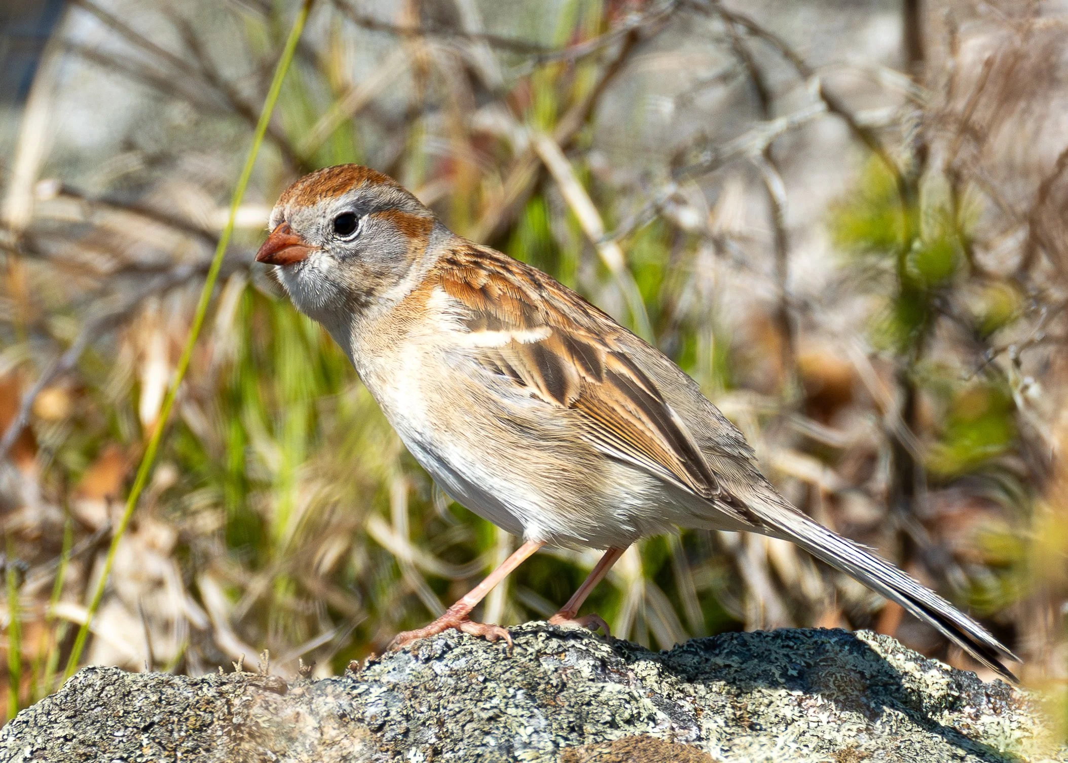 Field Sparrow