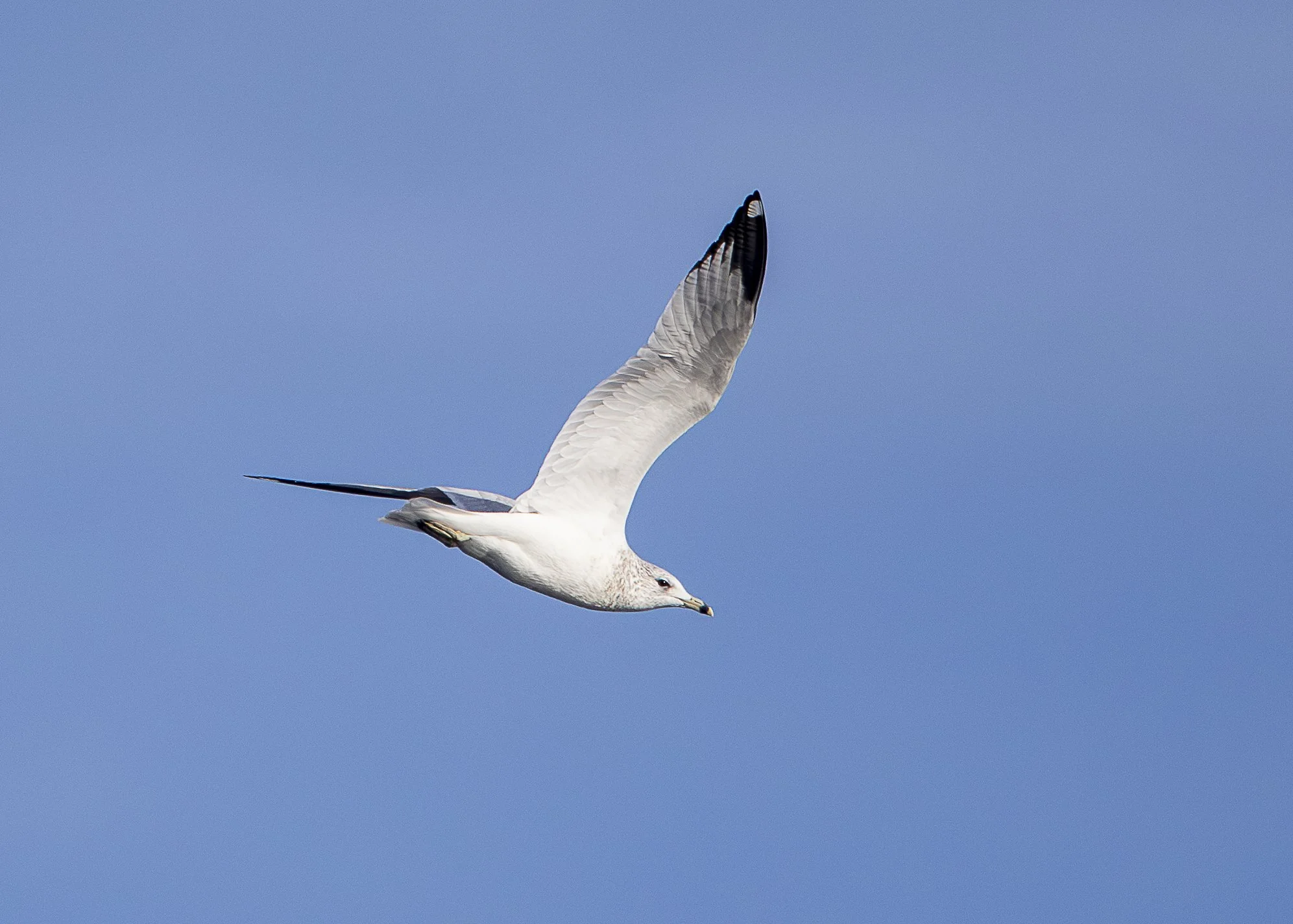 Ring-billed Gull