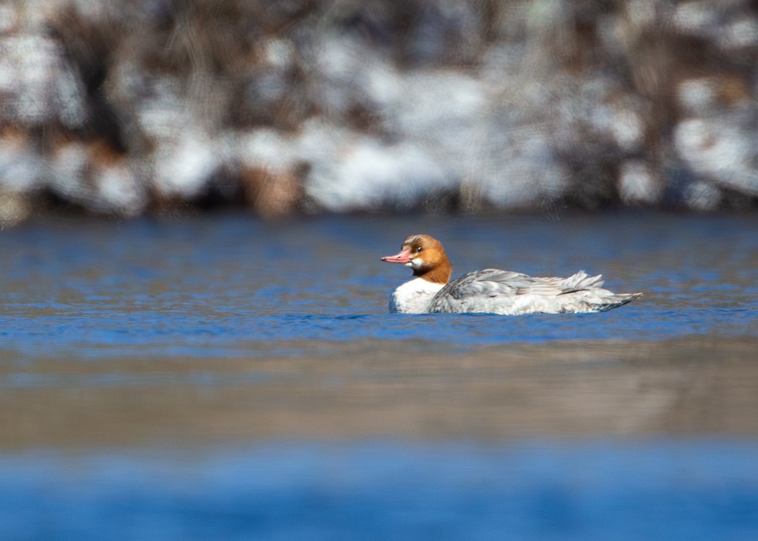 Common Merganser (female)