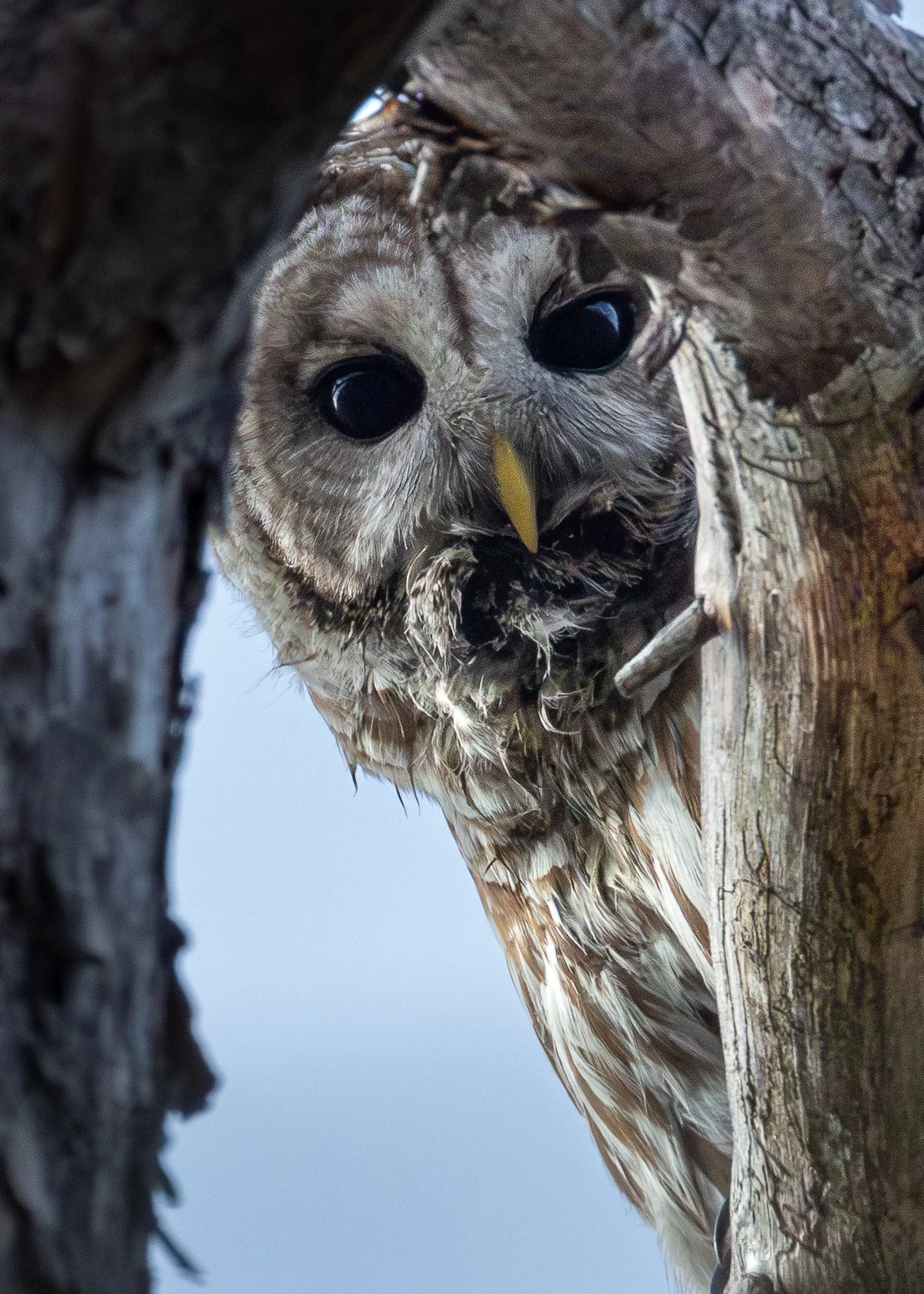 Barred owl