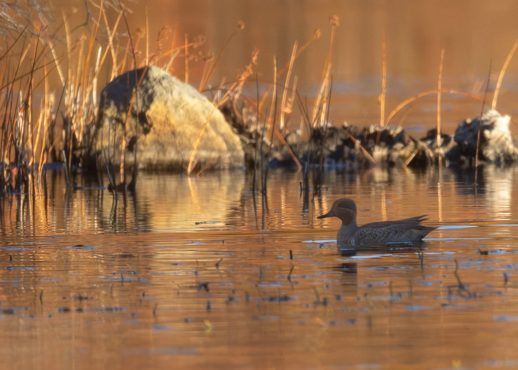 Green-winged Teal