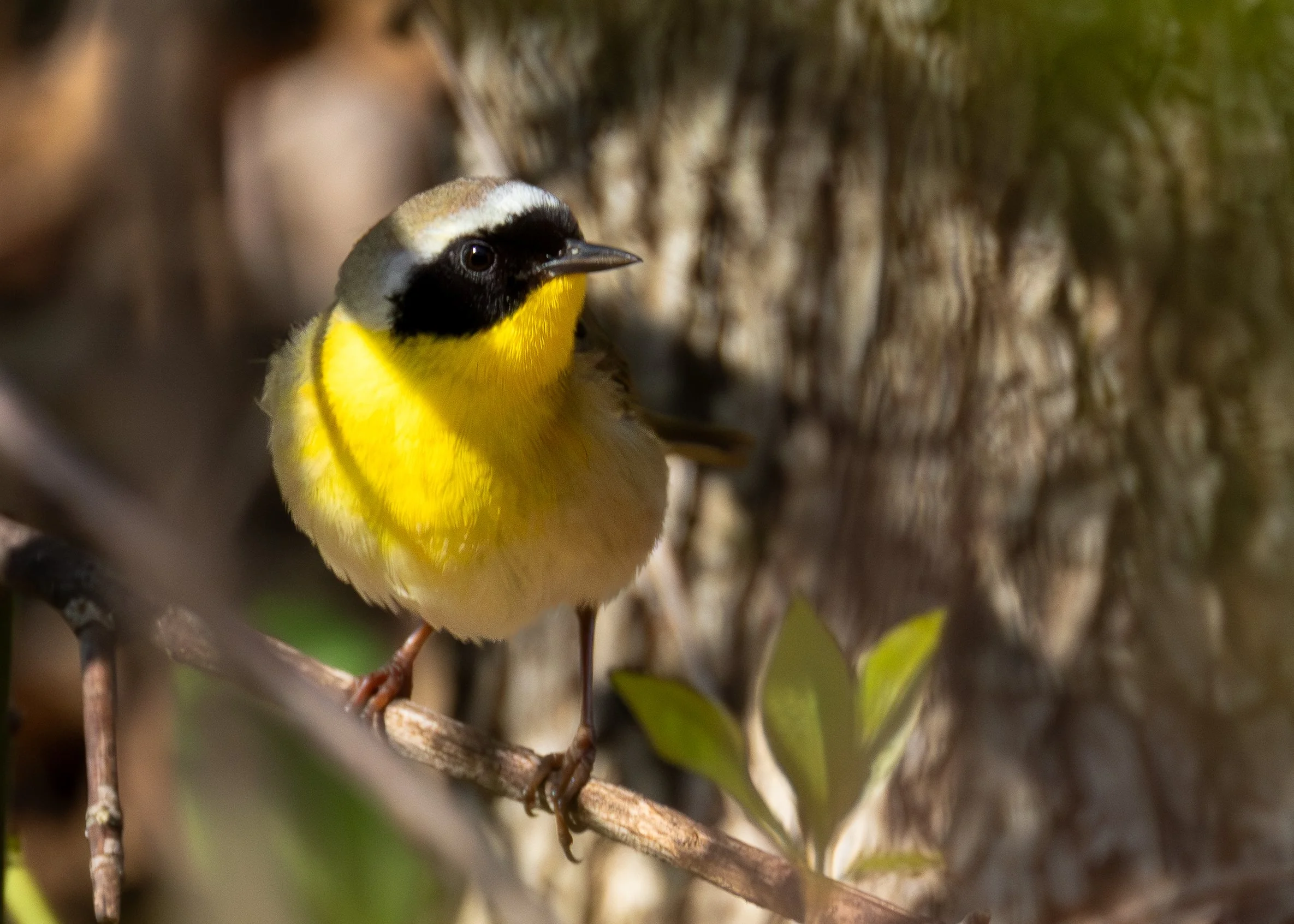 Common Yellowthroat