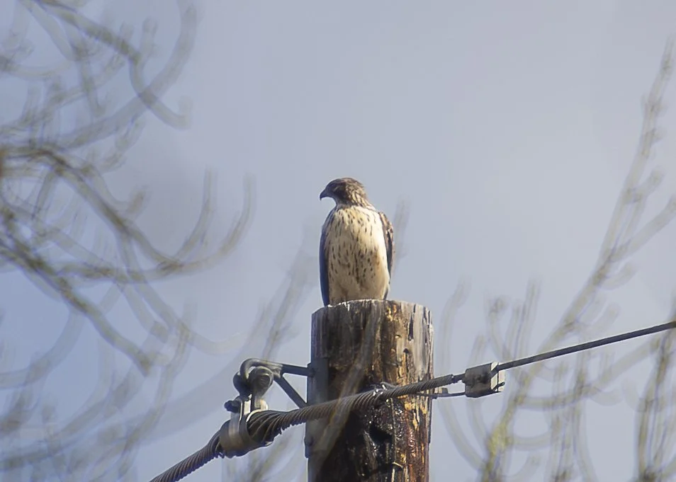 Red-shouldered Hawk