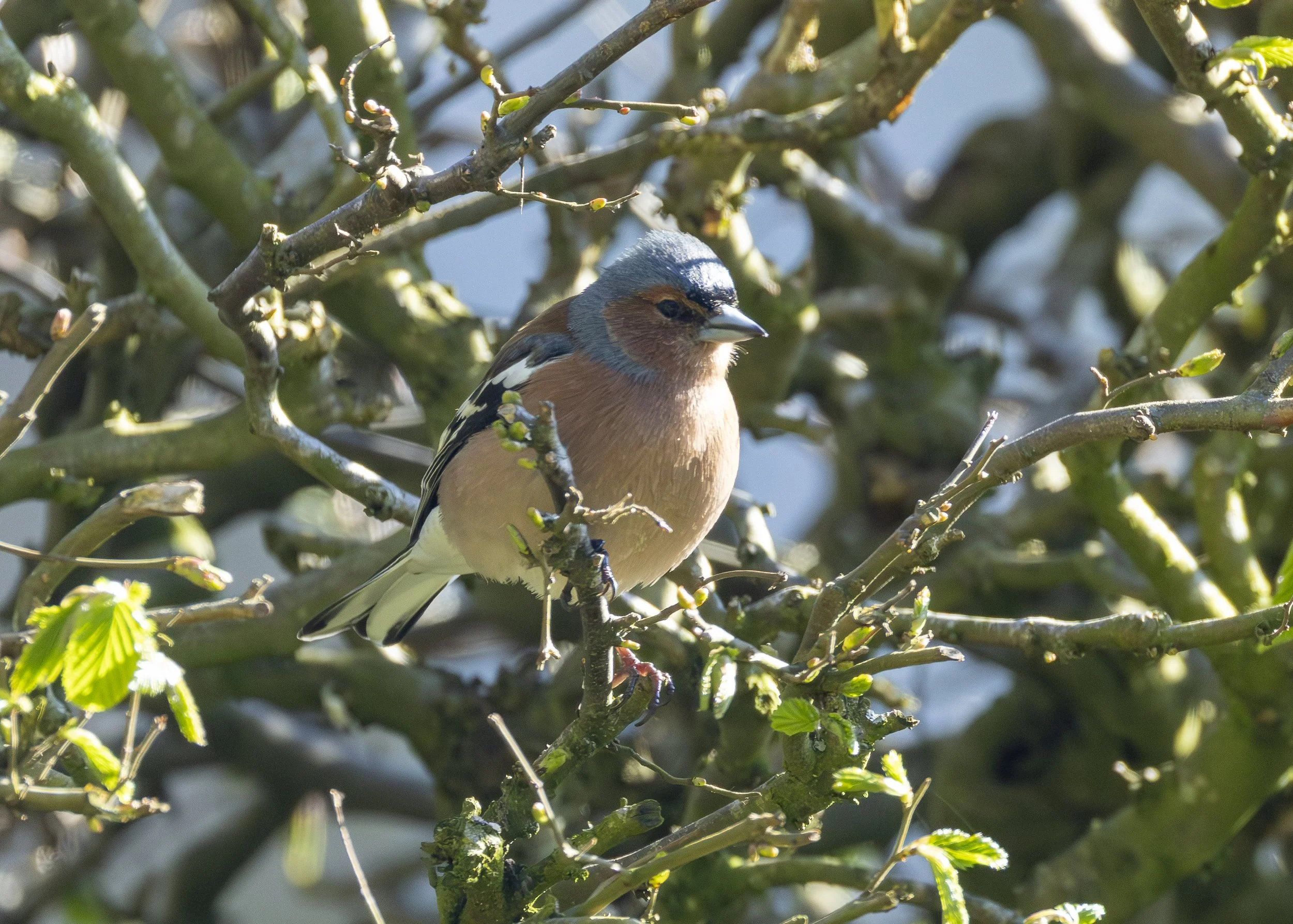 Common Chaffinch (male)