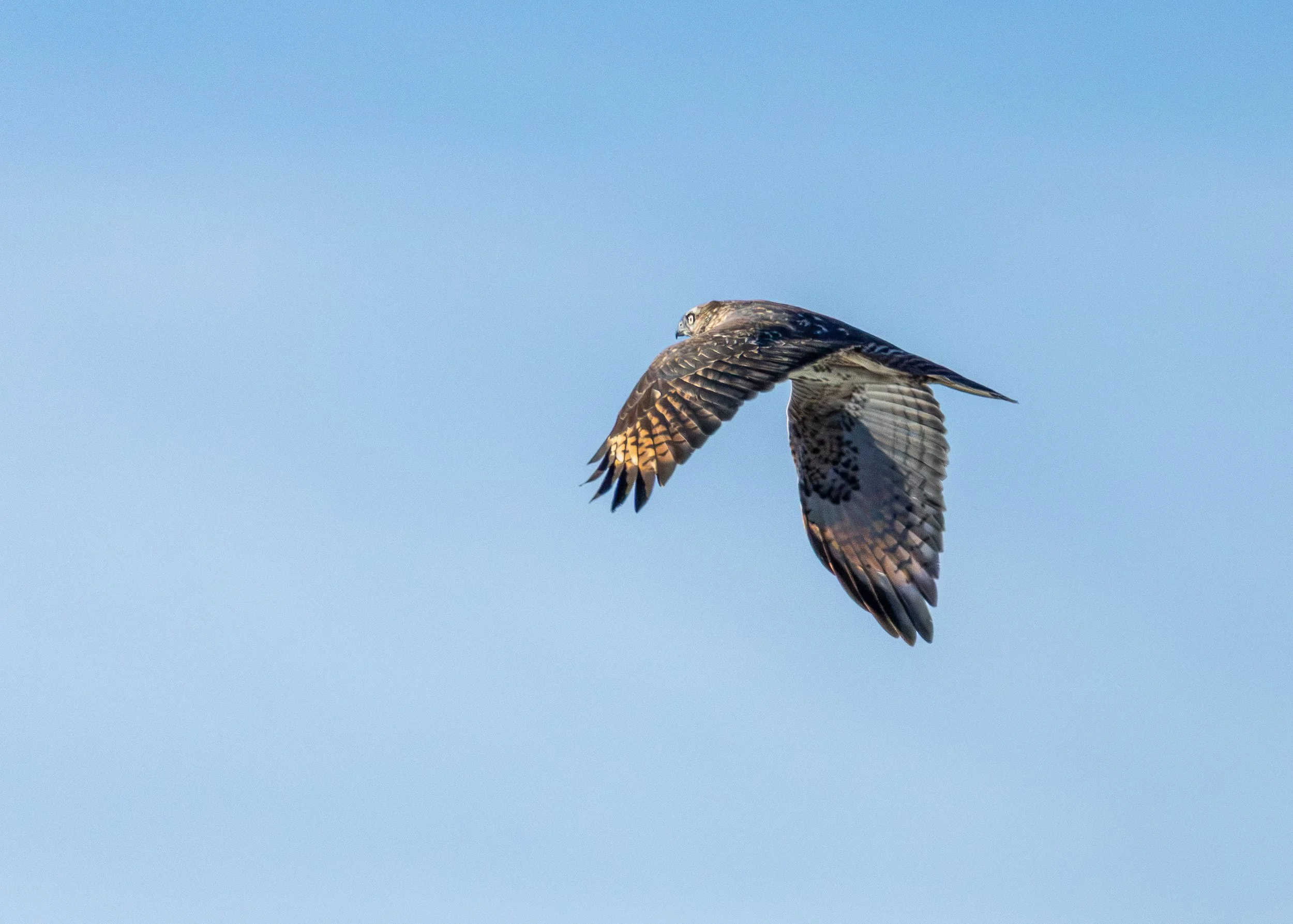 Red-shouldered Hawk