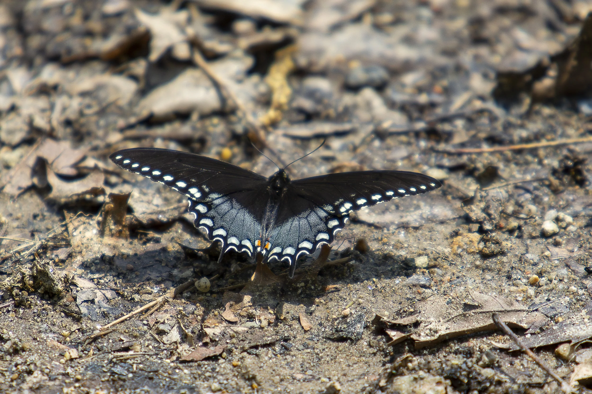 Spicebush Swallowtail