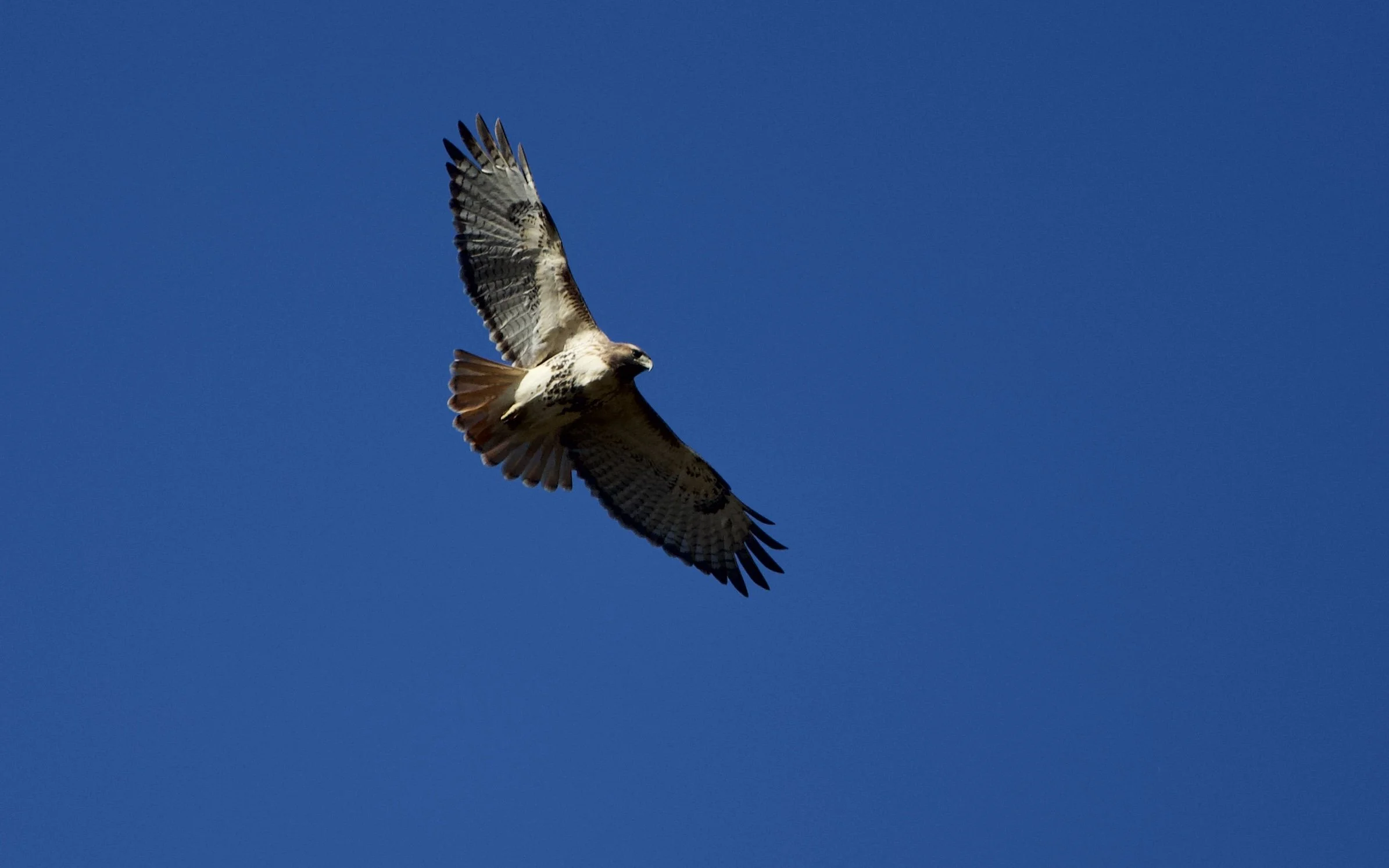 Red-tailed Hawk