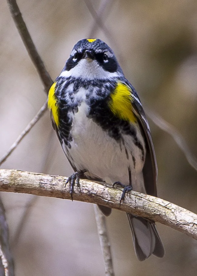 Yellow-rumped warbler