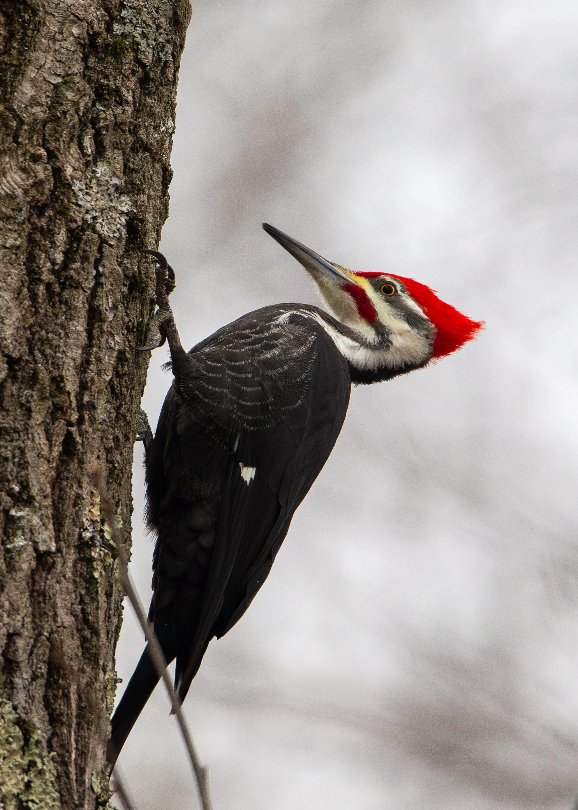 Pileated Woodpecker (male)