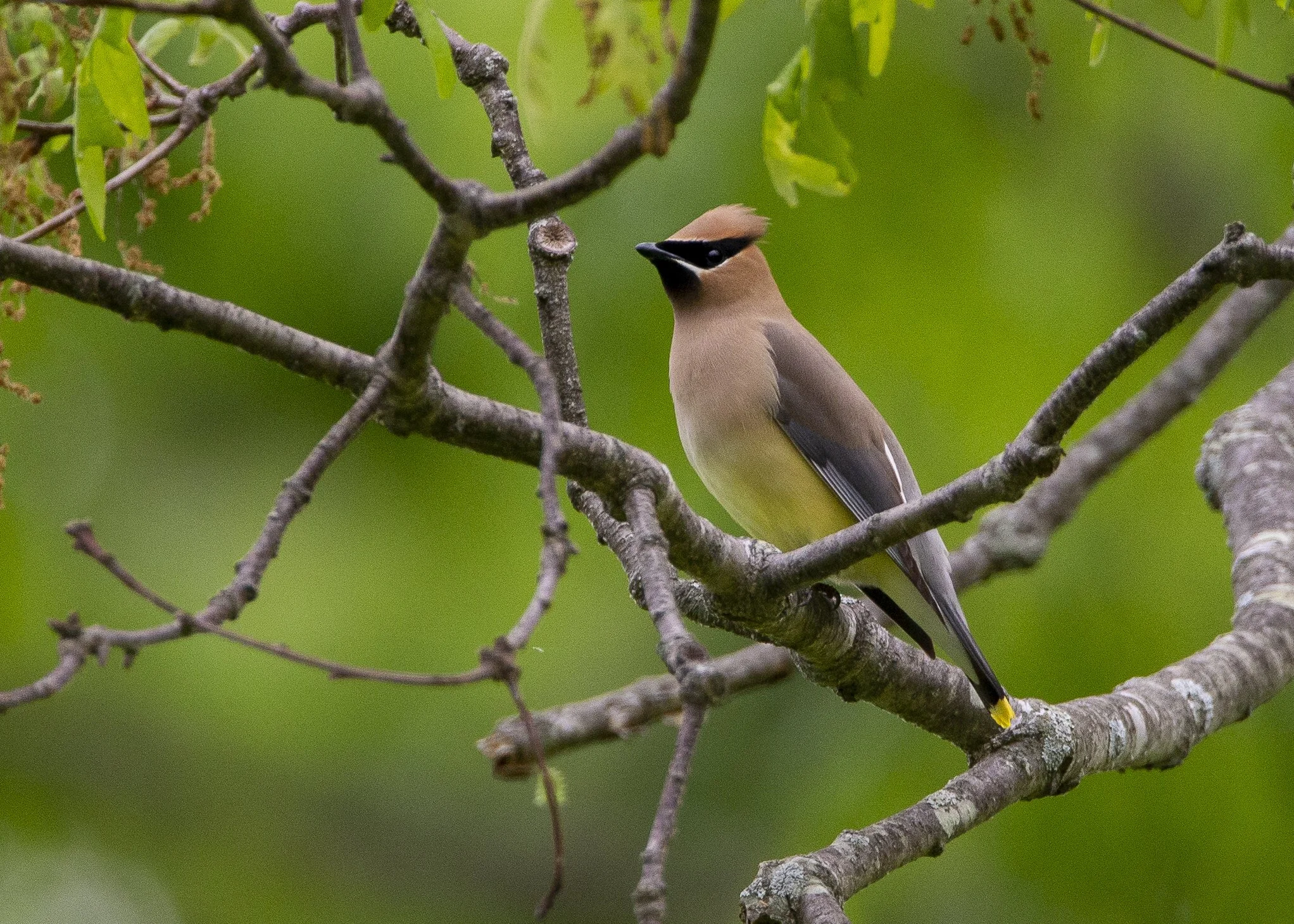 Cedar Waxwing