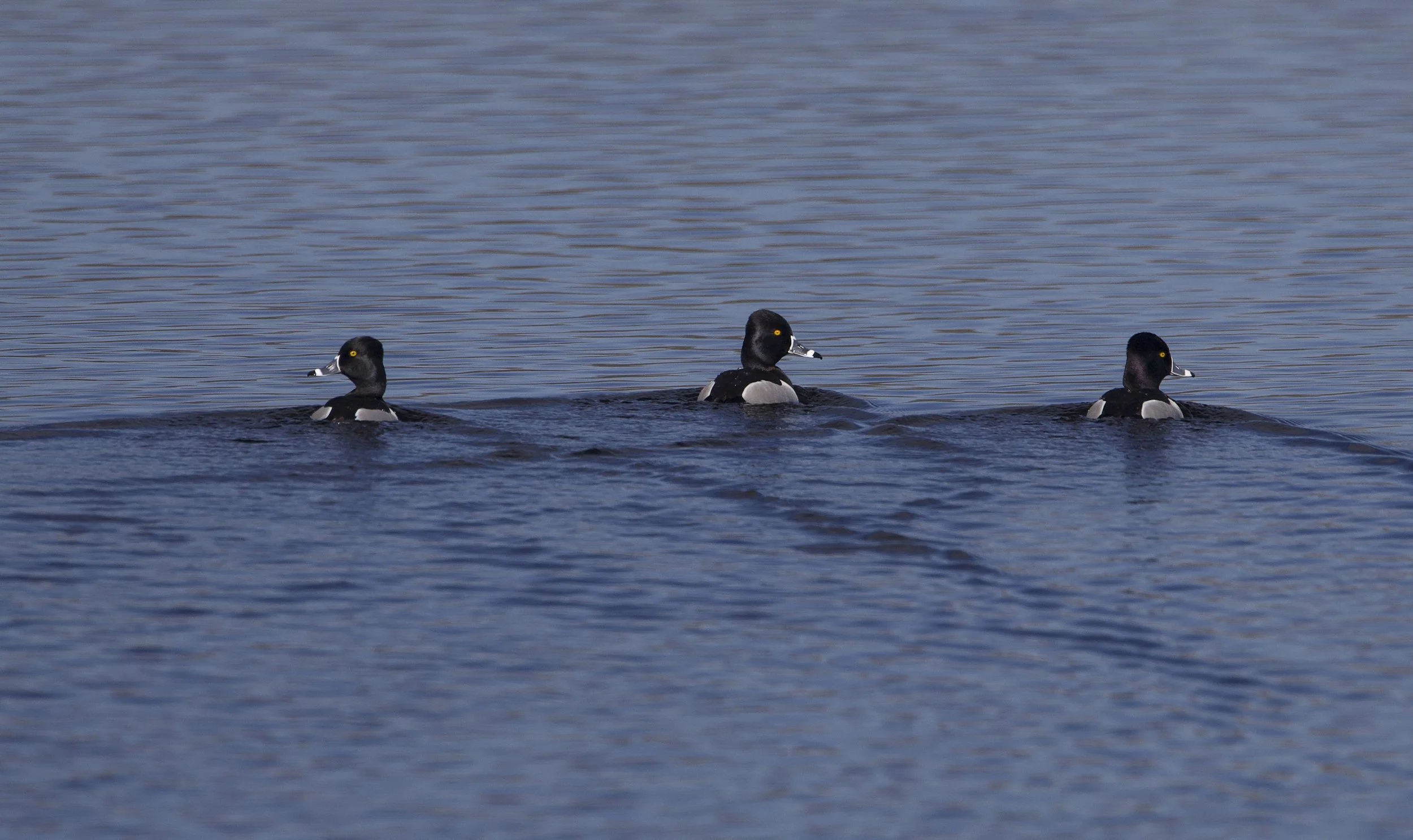 Ring-necked Duck