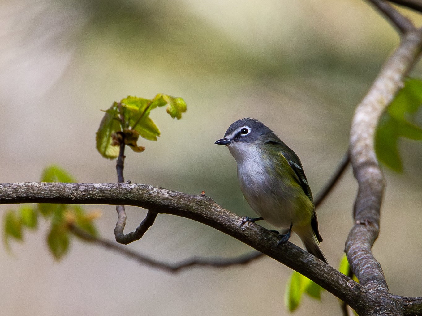 Blue-headed Vireo