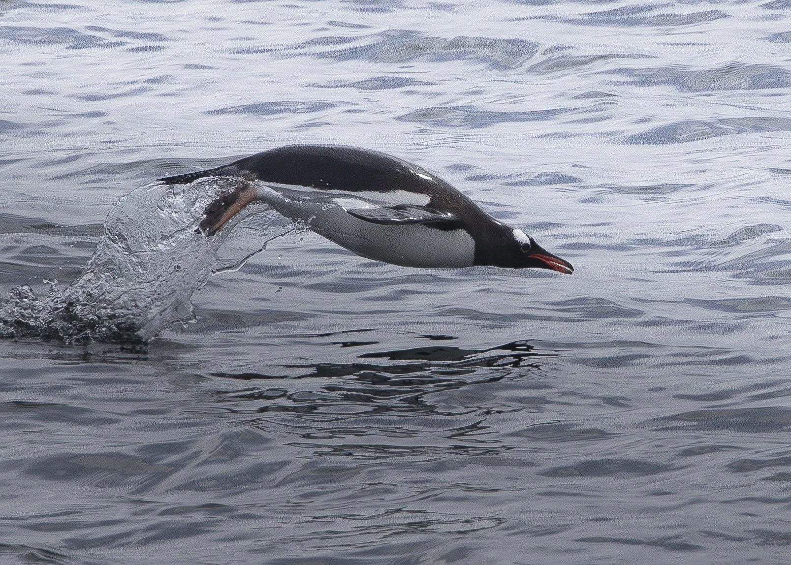 Gentoo Penguin