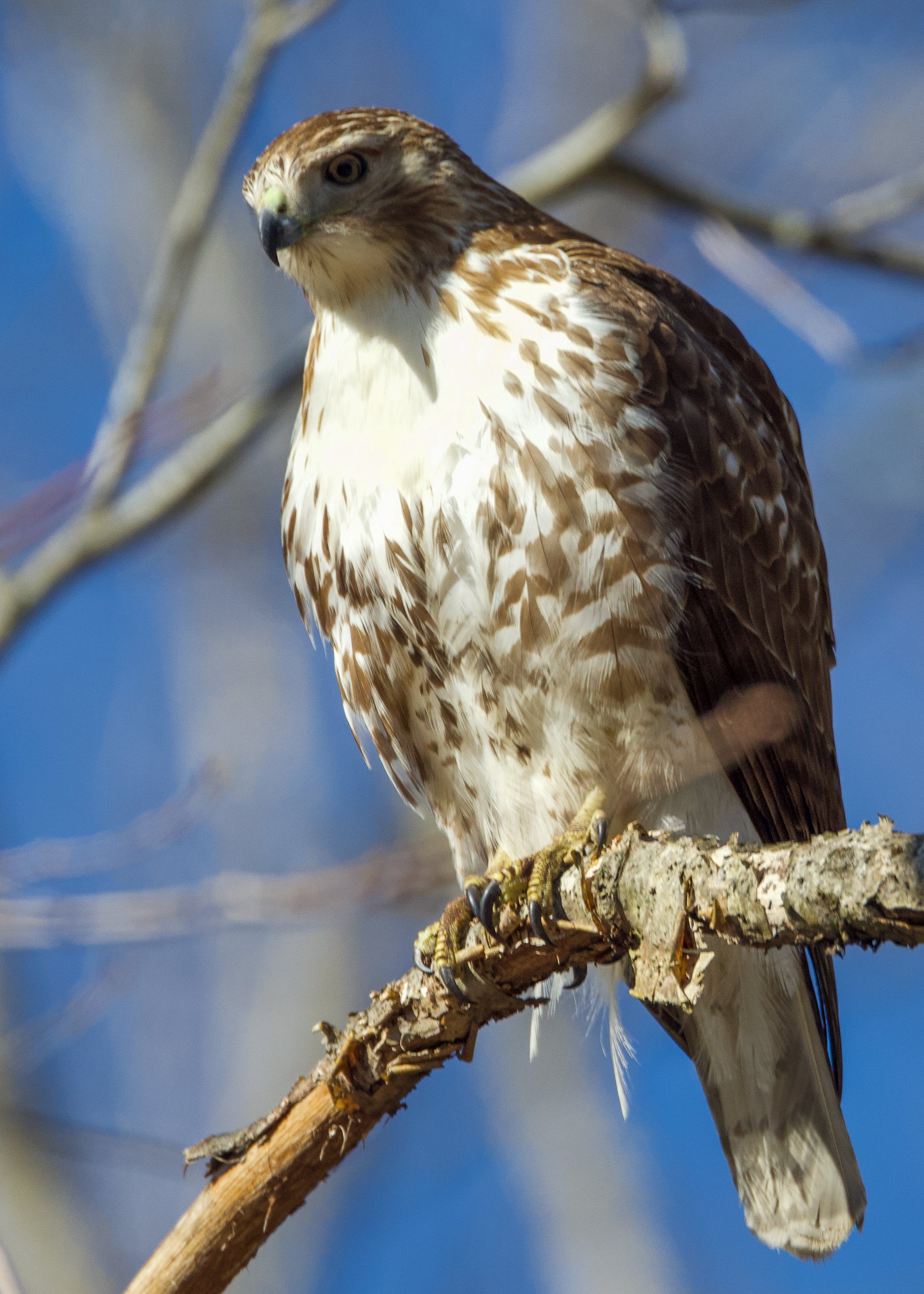 Red-tailed Hawk