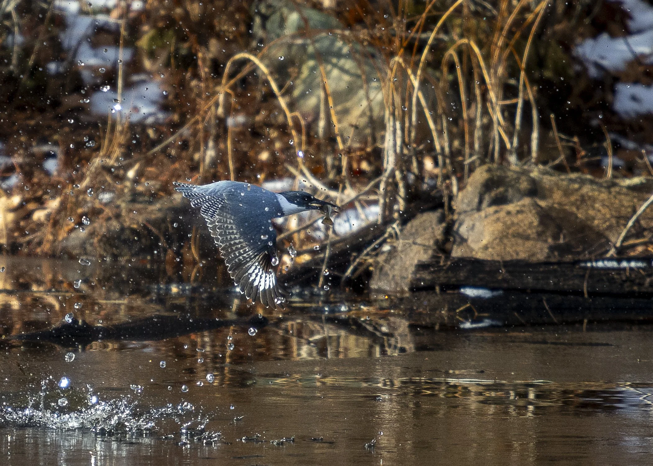 Belted Kingfisher