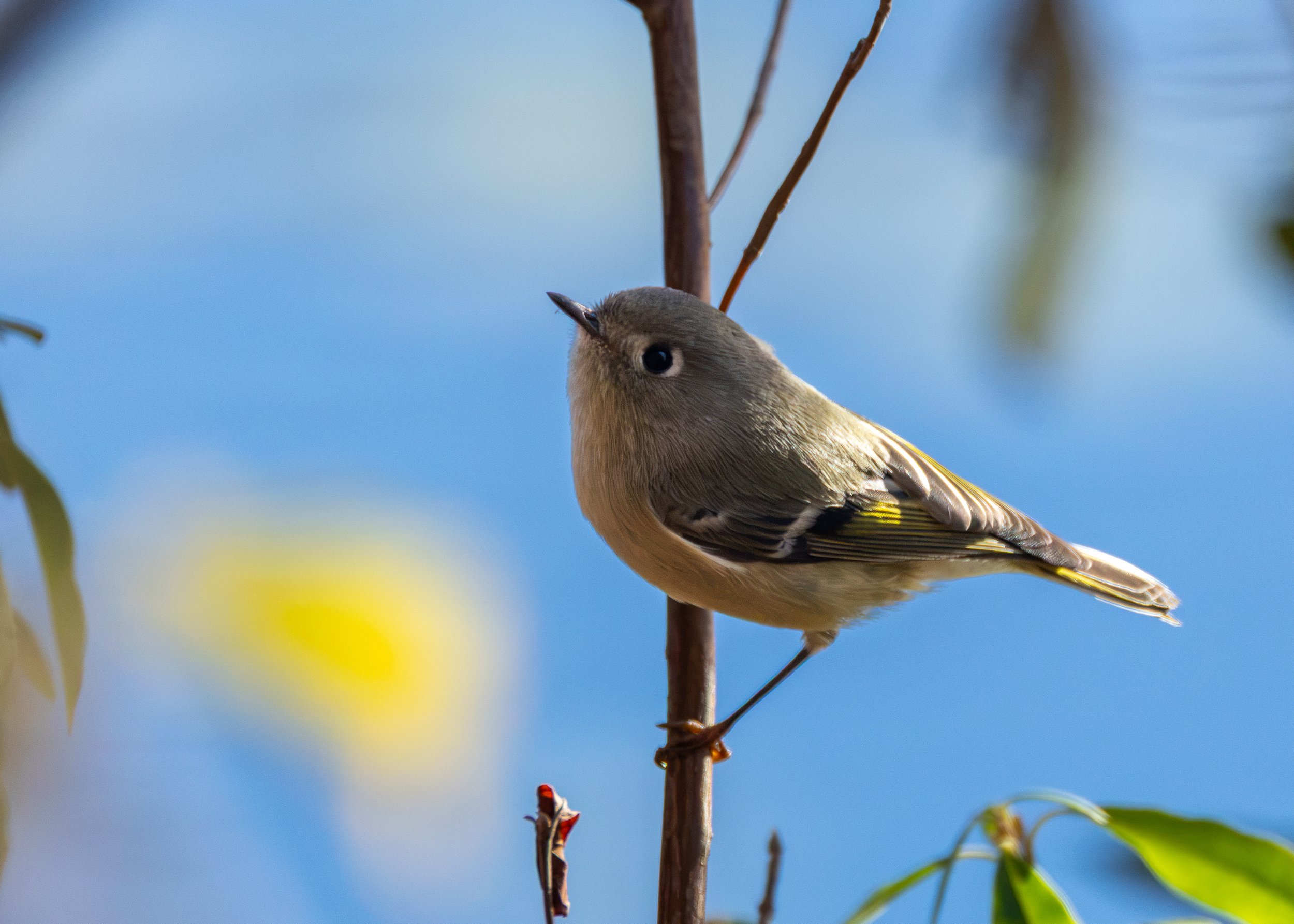 Ruby-crowned Kinglet