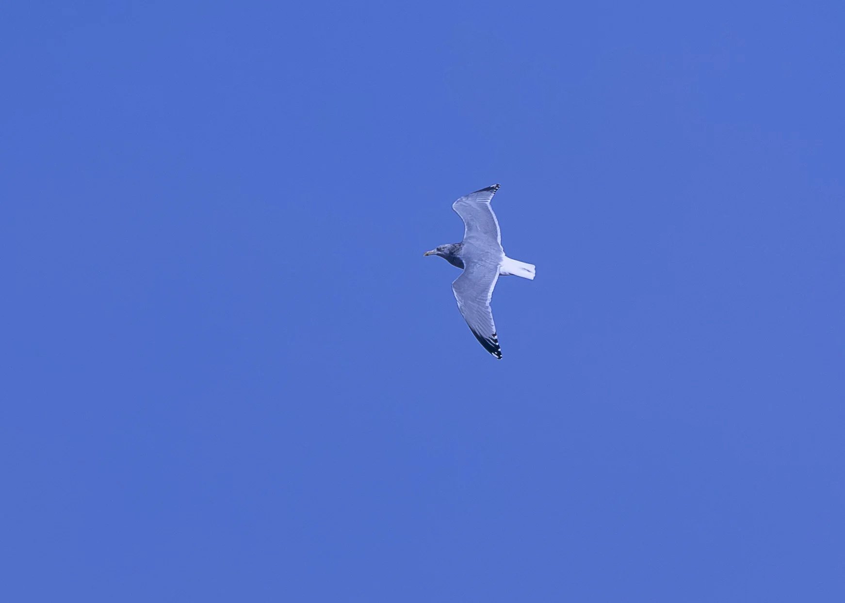 American Herring Gull