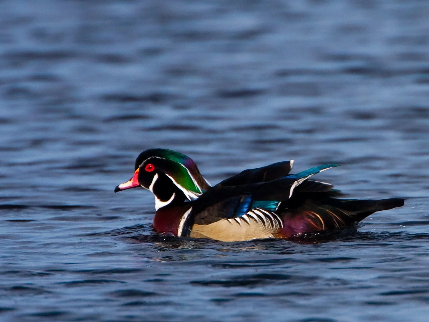 Woodduck (male)