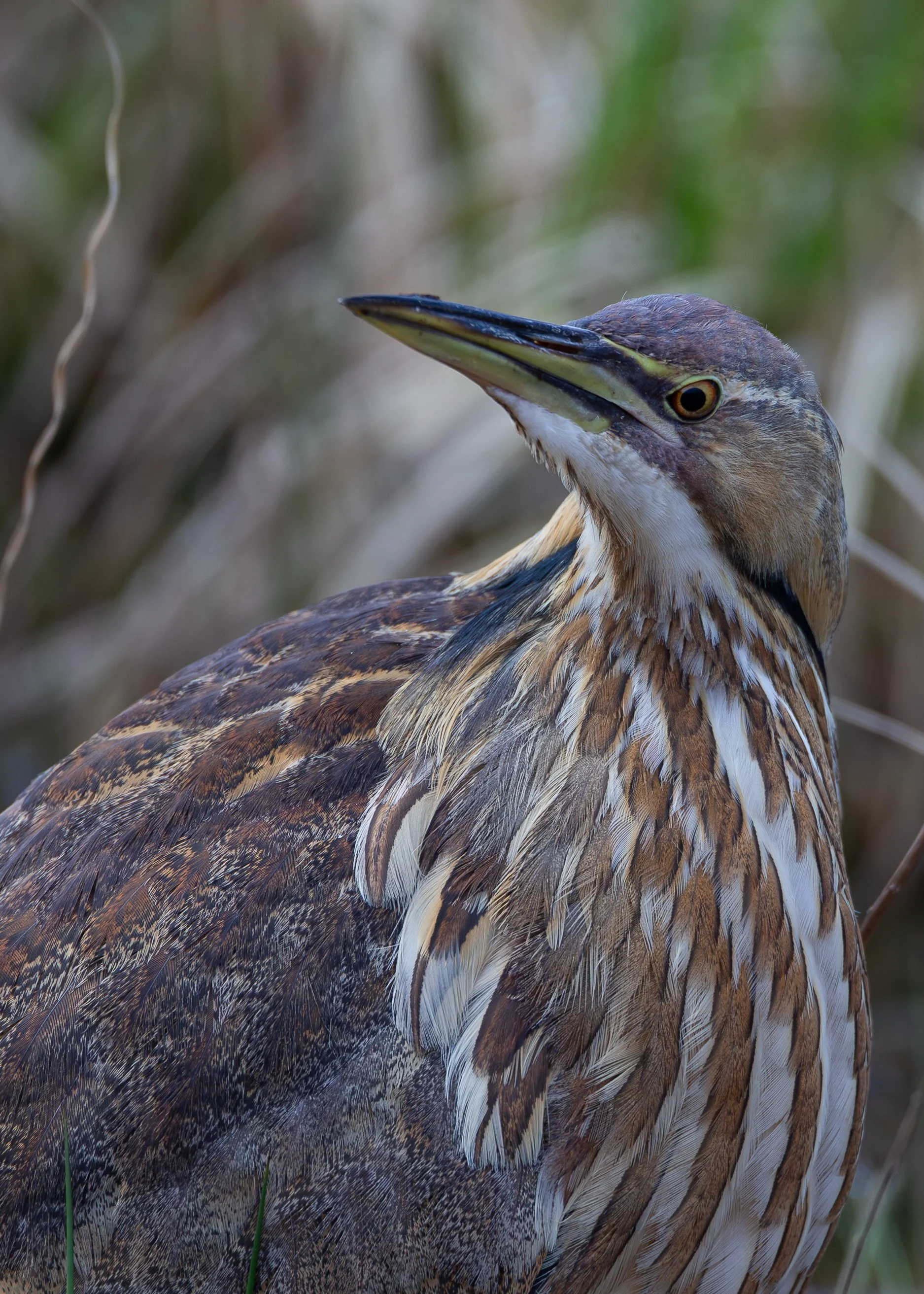 American Bittern