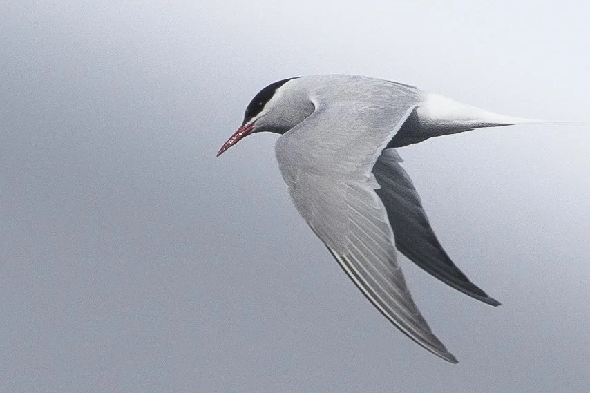 Antarctic Tern