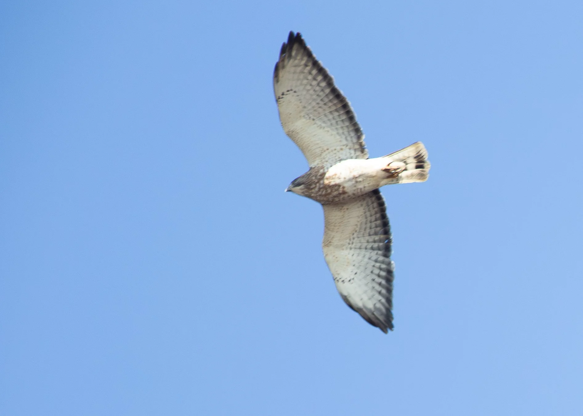 Broad-winged Hawk