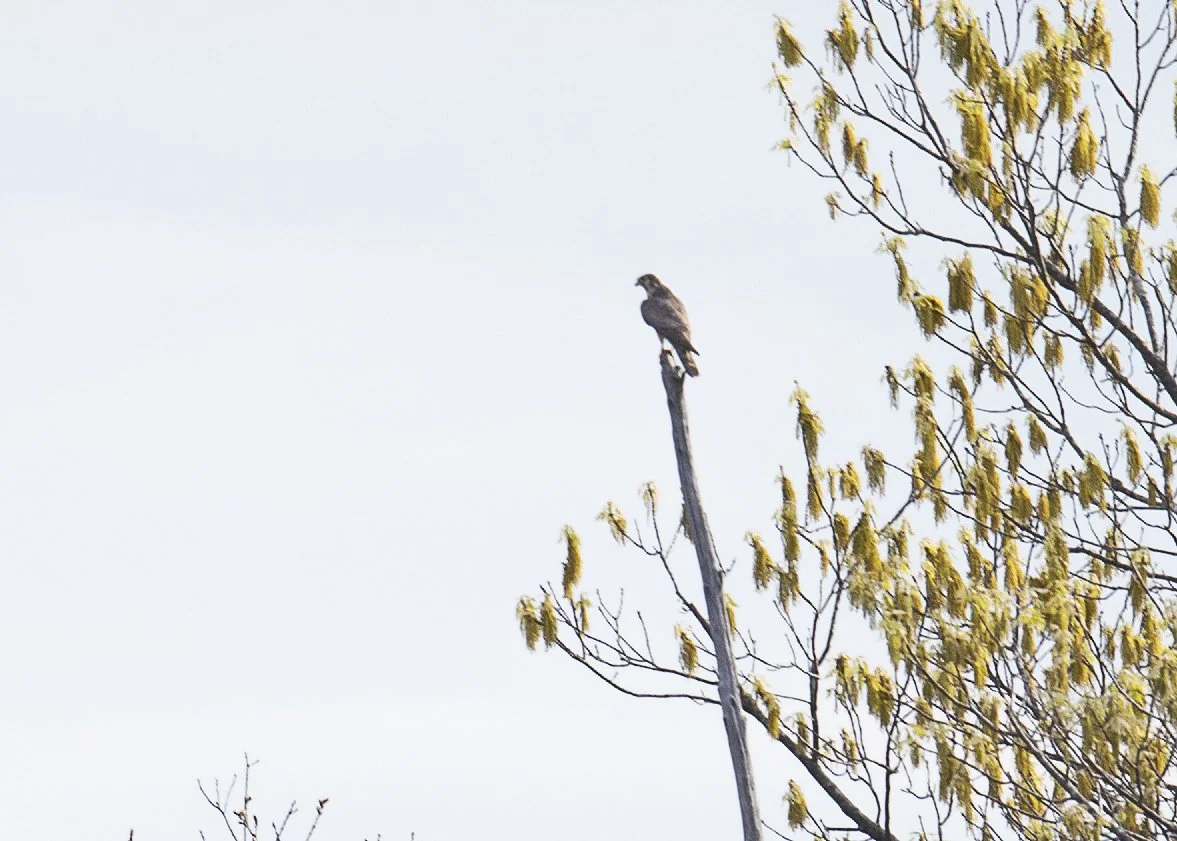 Peregrine Falcon