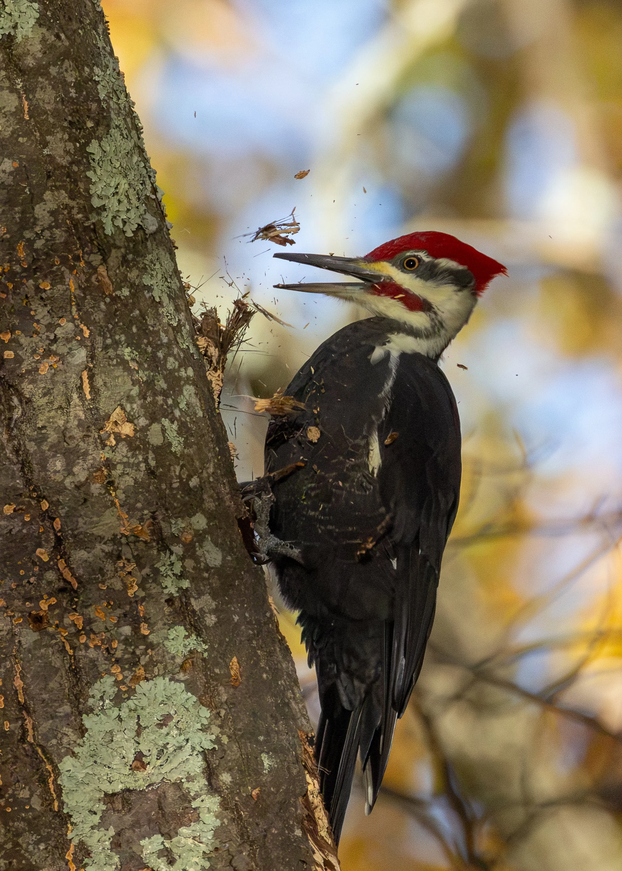 Pileated Woodpecker