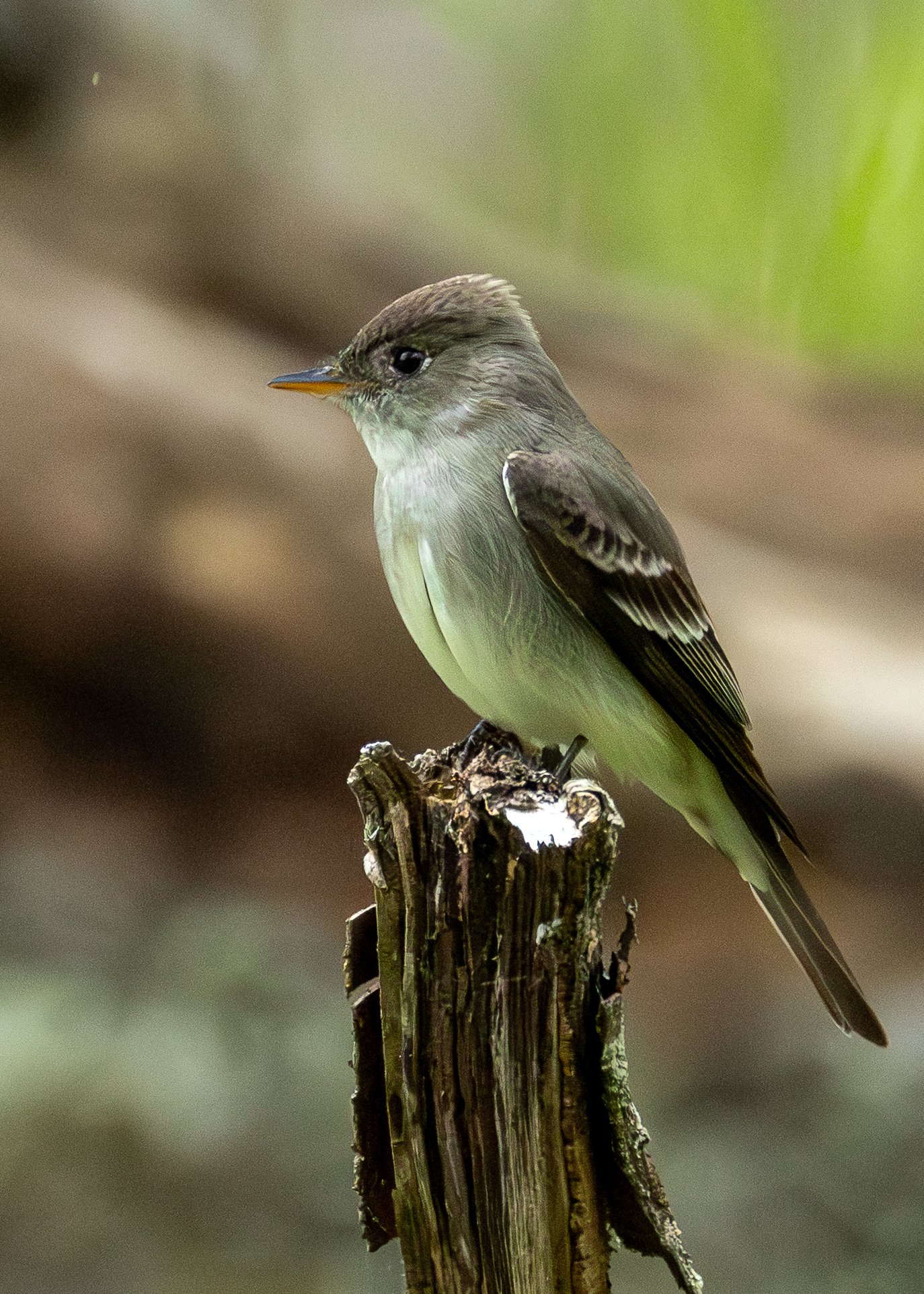 Eastern Wood-Pewee
