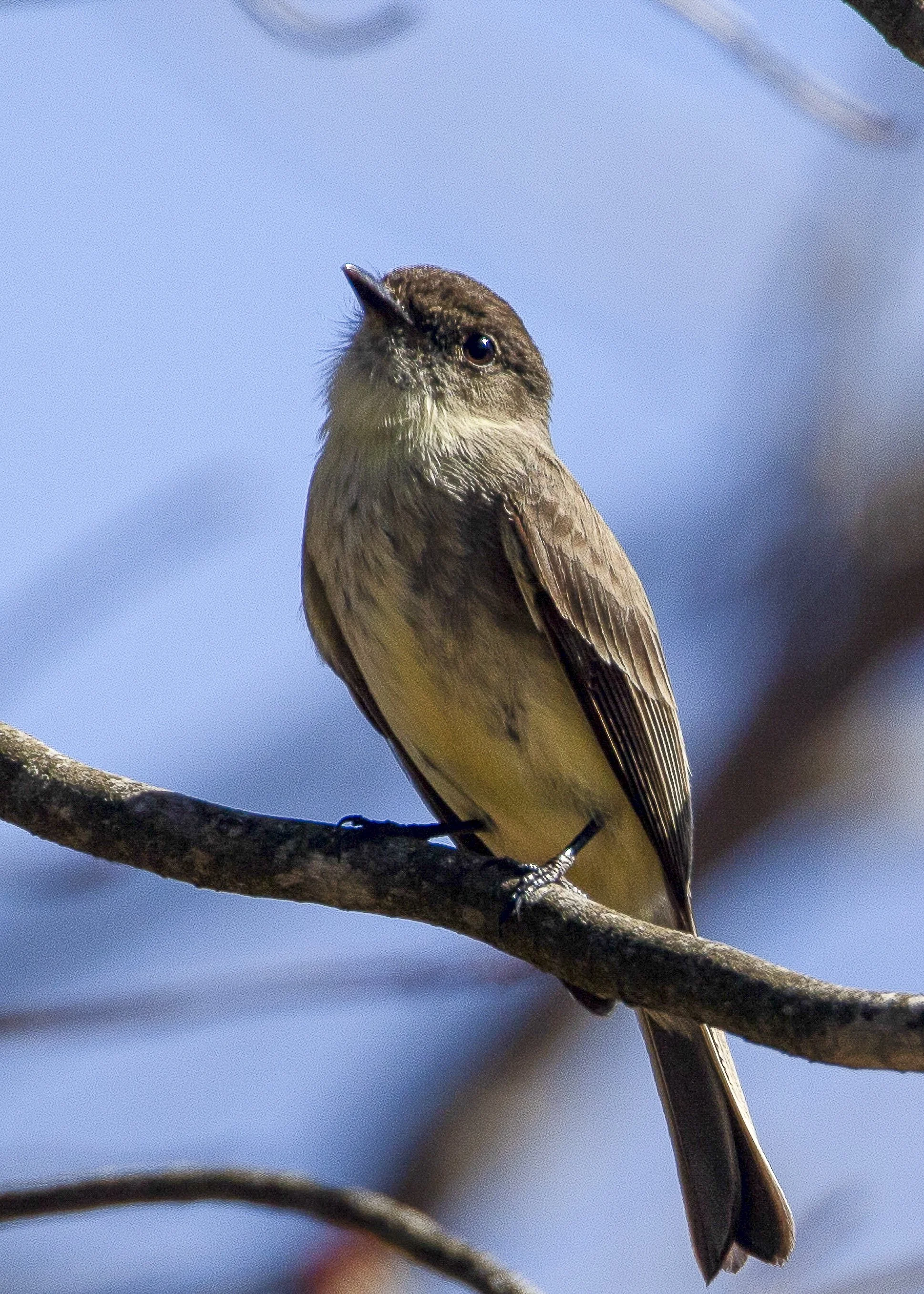 Eastern Phoebe
