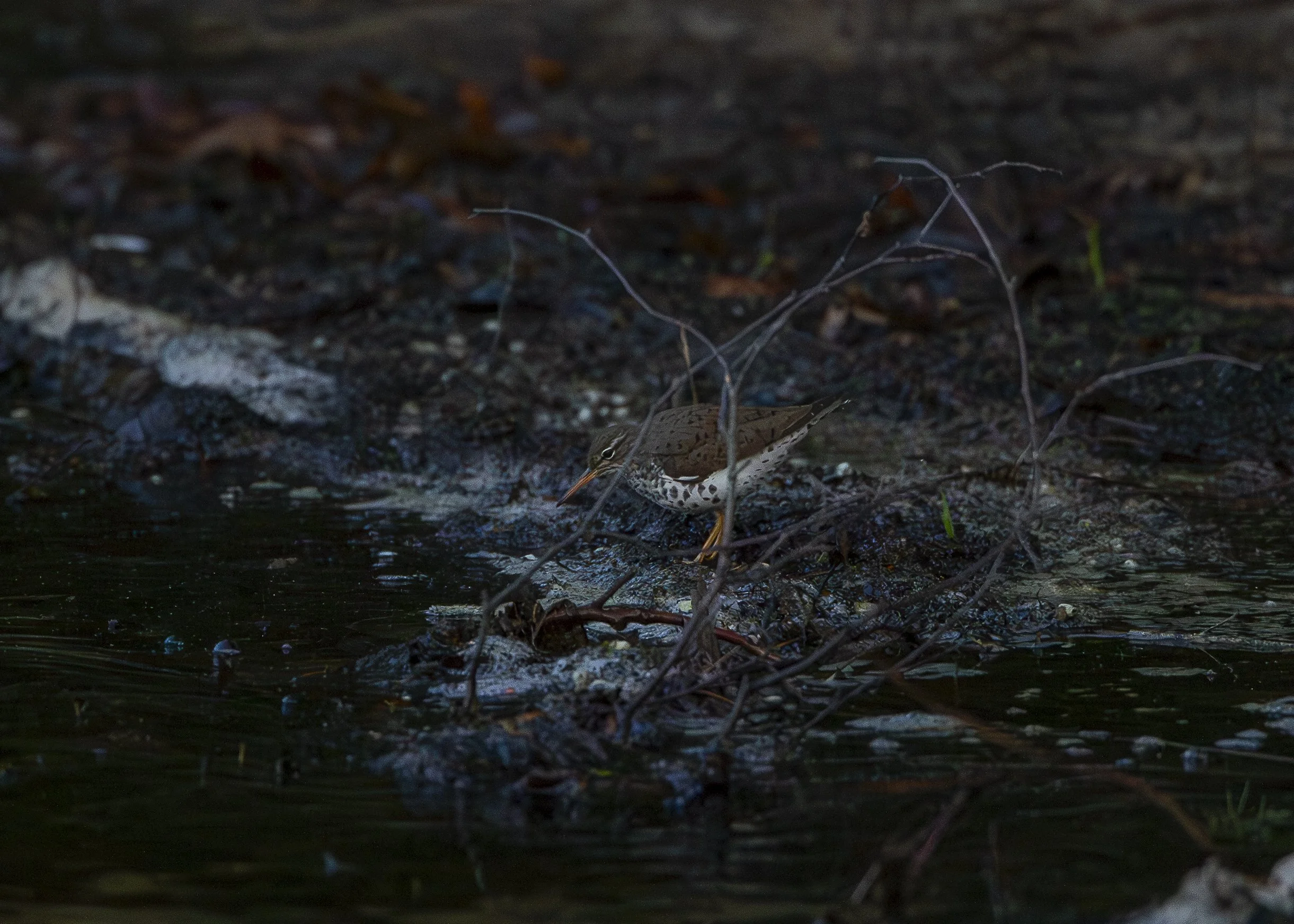Spotted Sandpiper