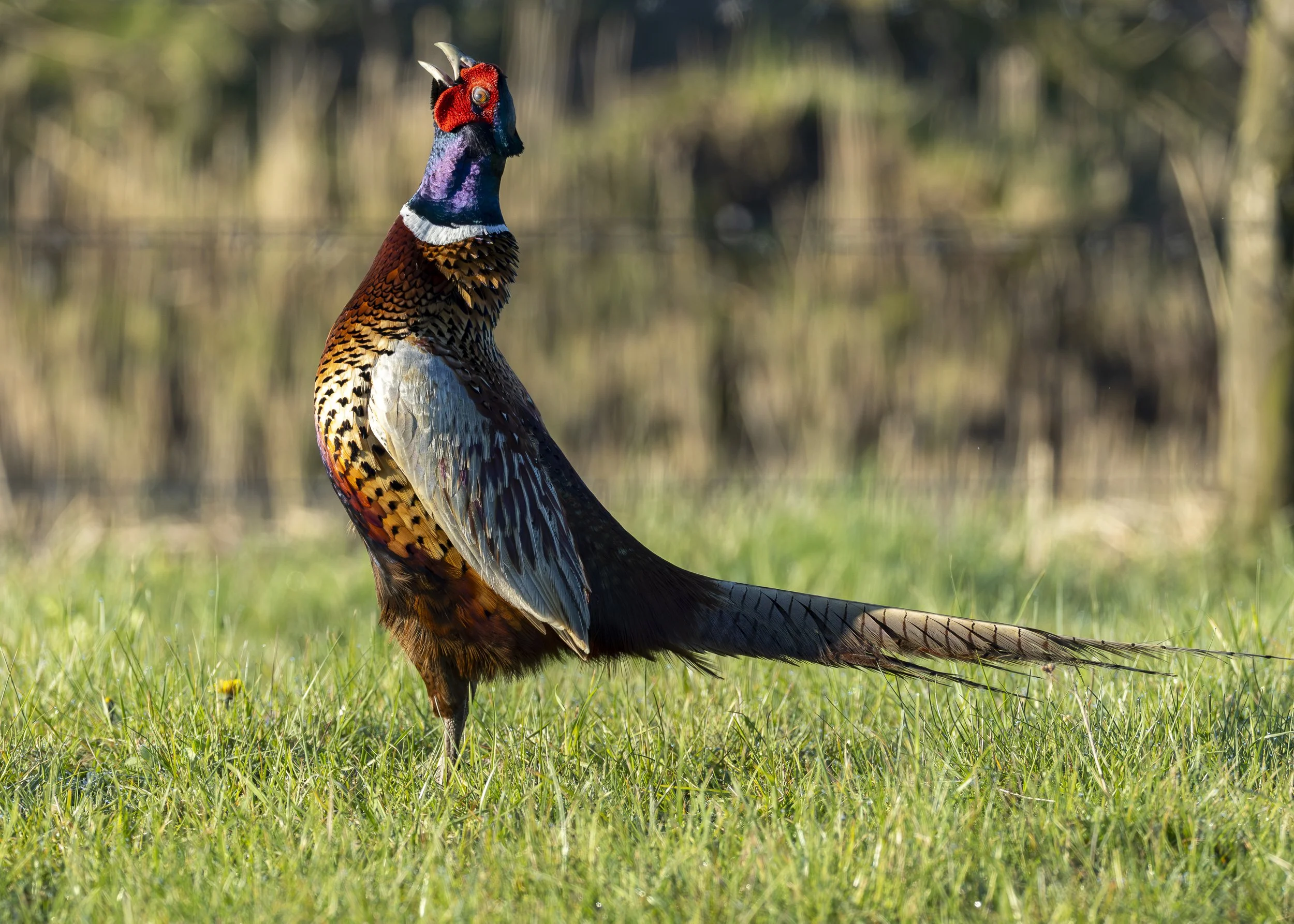 Pheasant