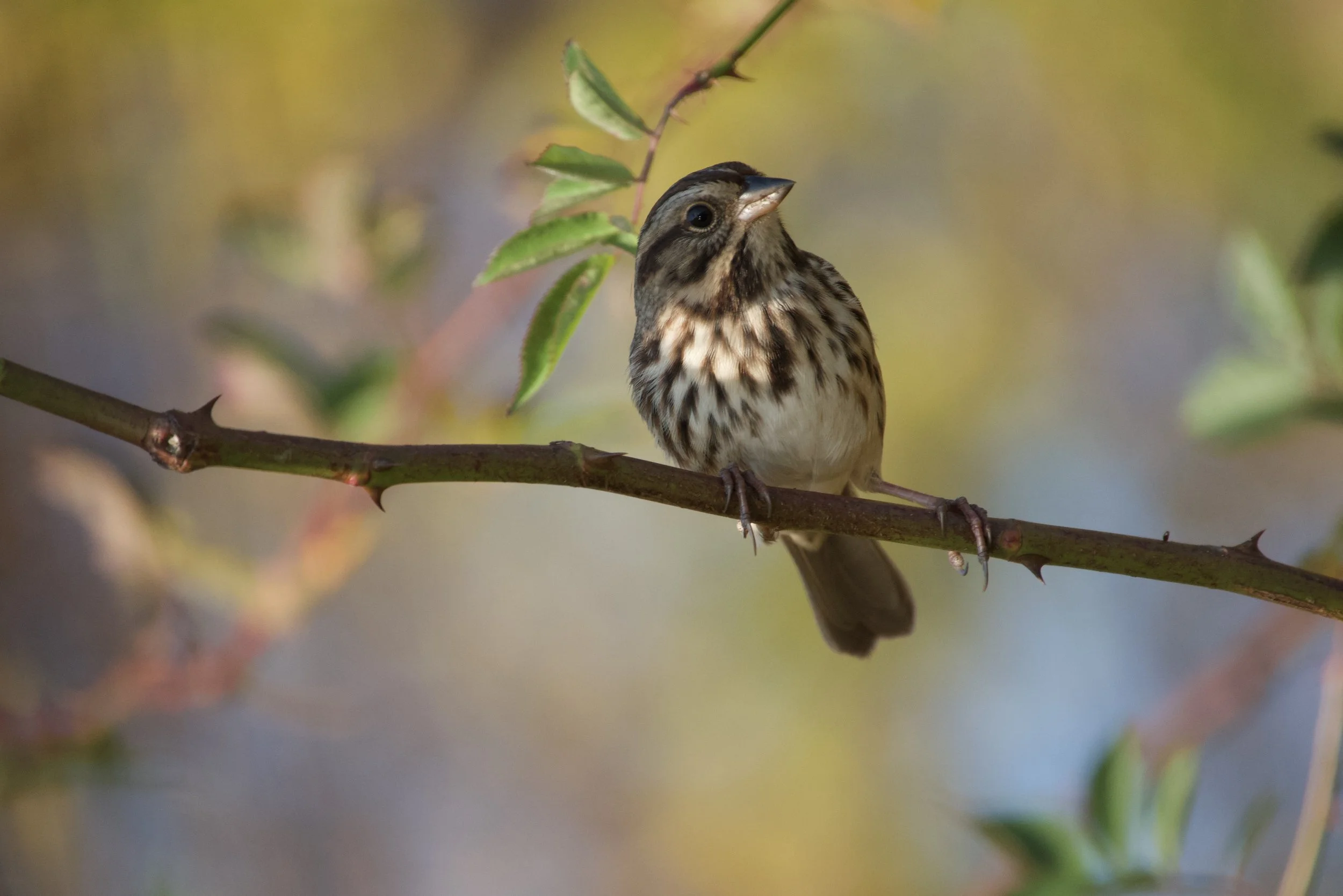Song Sparrow