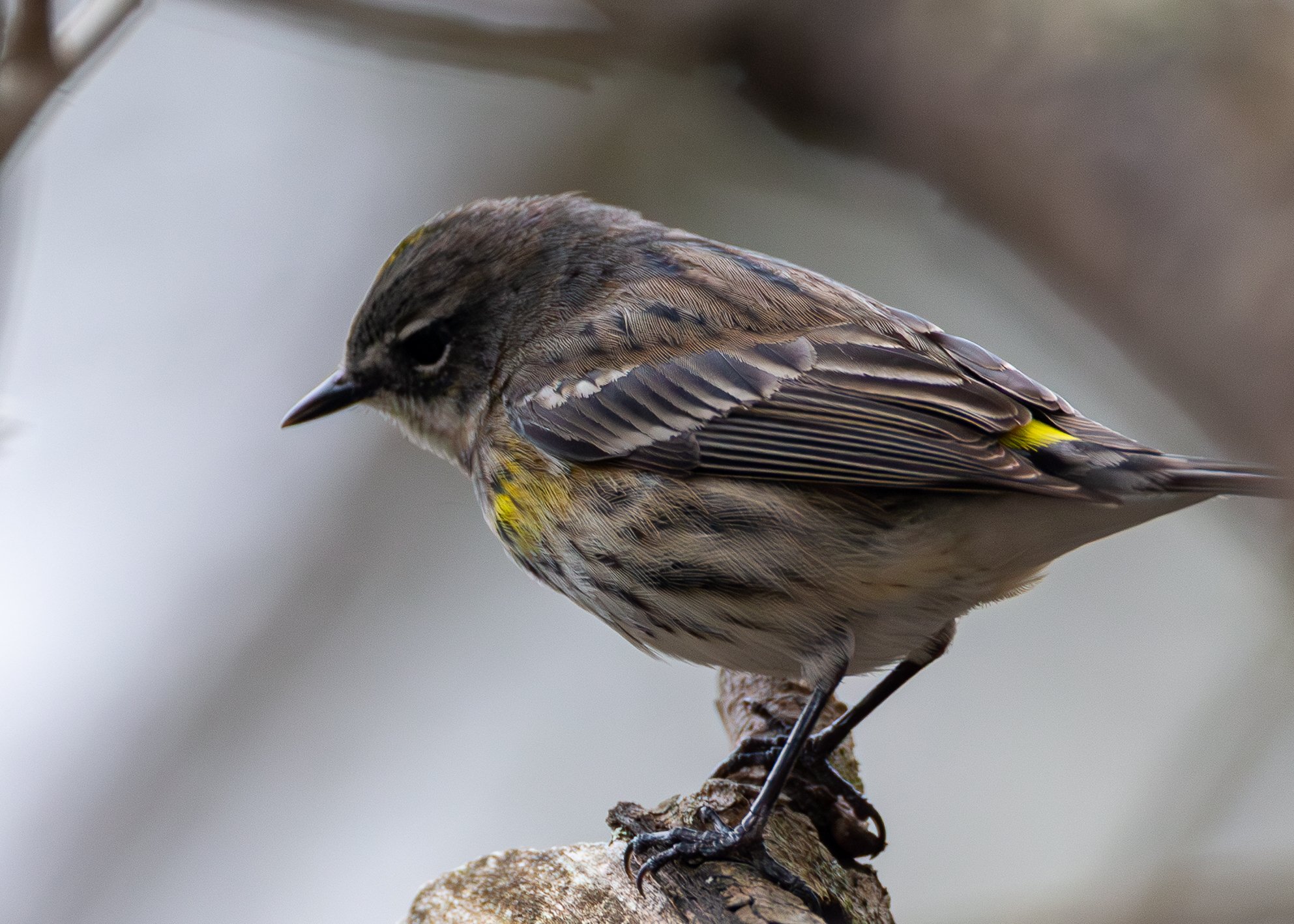 Yellow-rumped Warbler