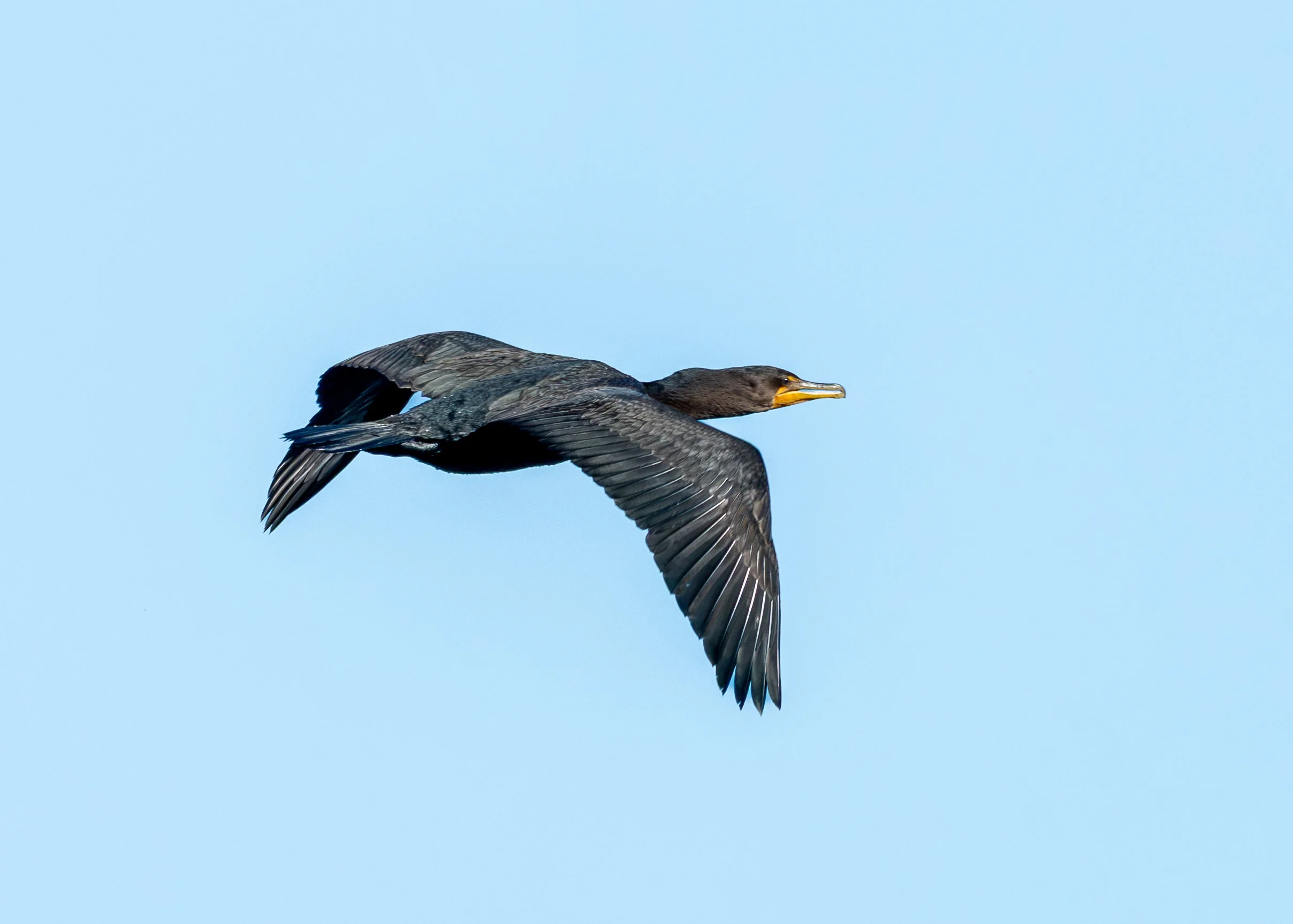 Double-crested Cormorant