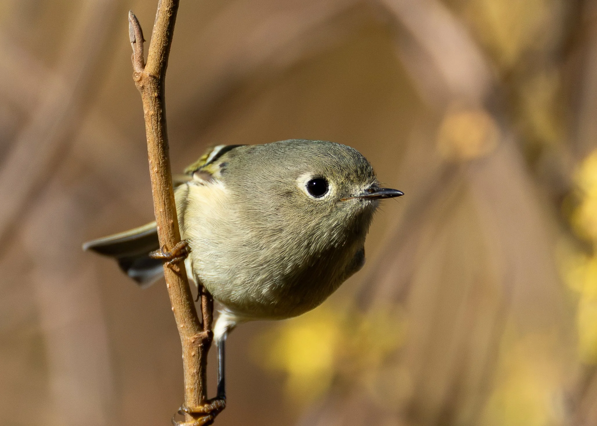 Ruby-crowned Kinglet
