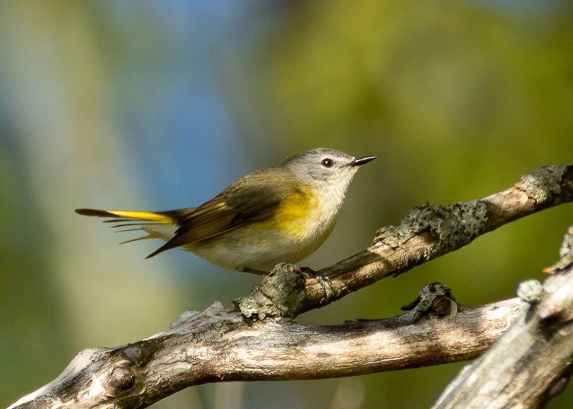 American Redstart (Female)