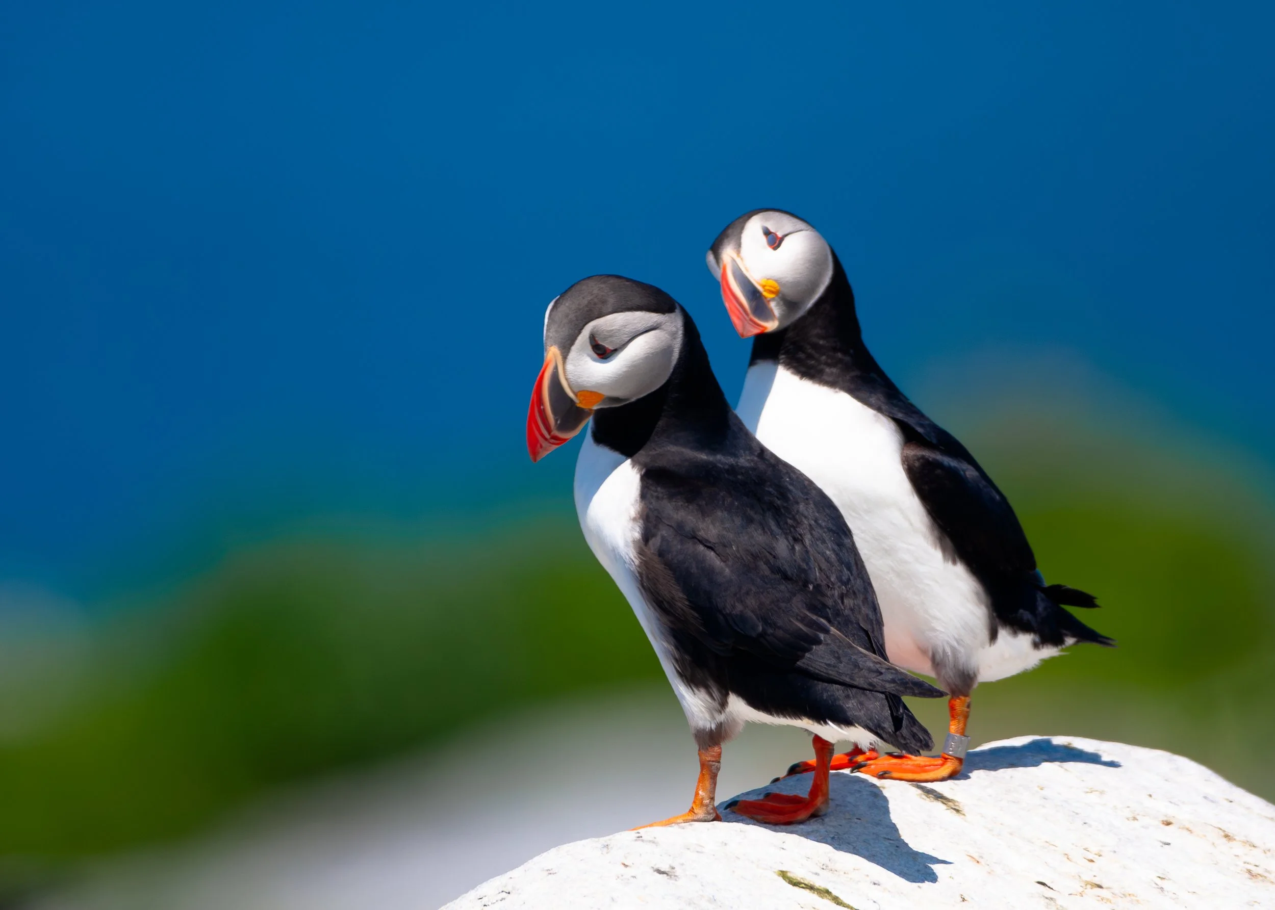 Atlantic Puffin